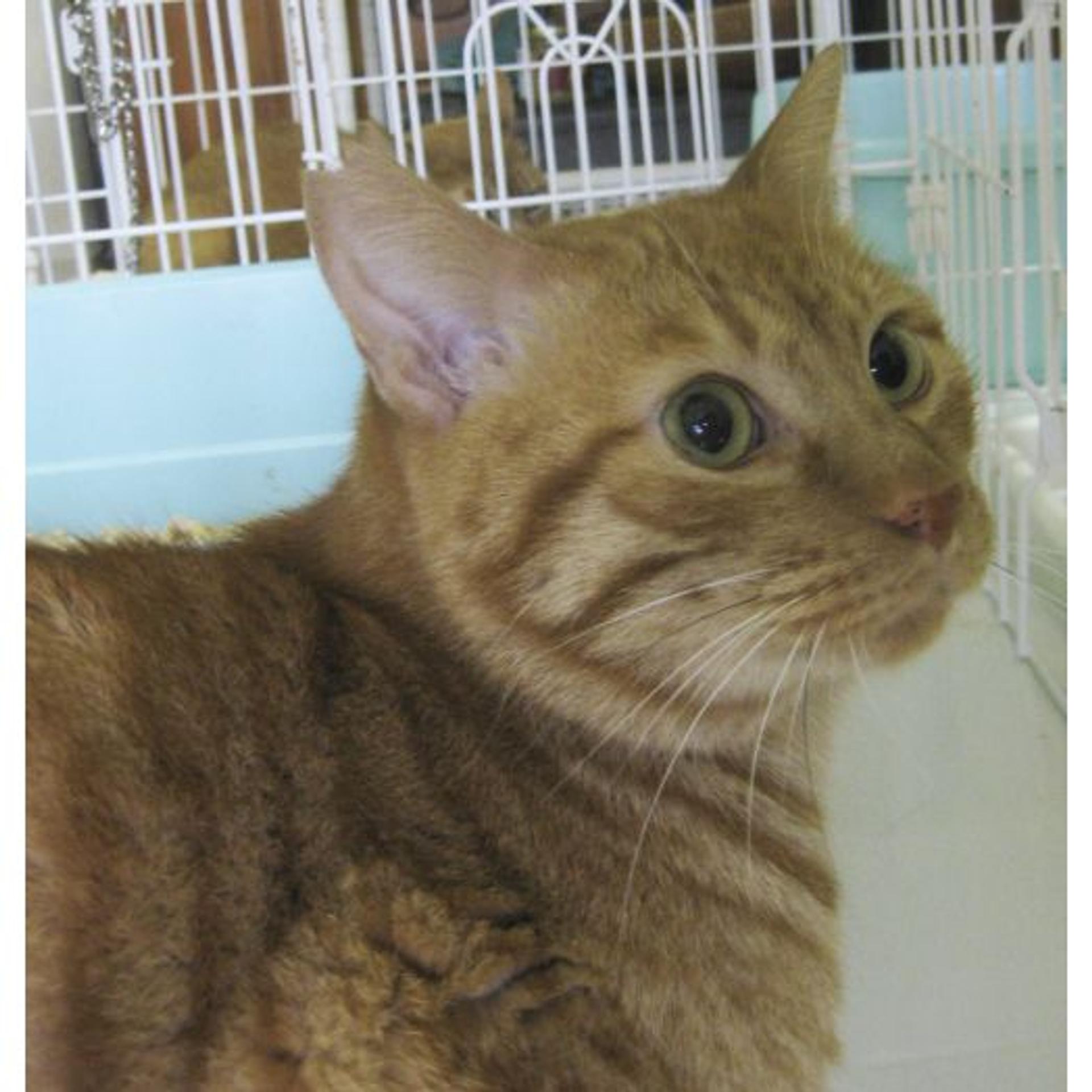 pet-image-7