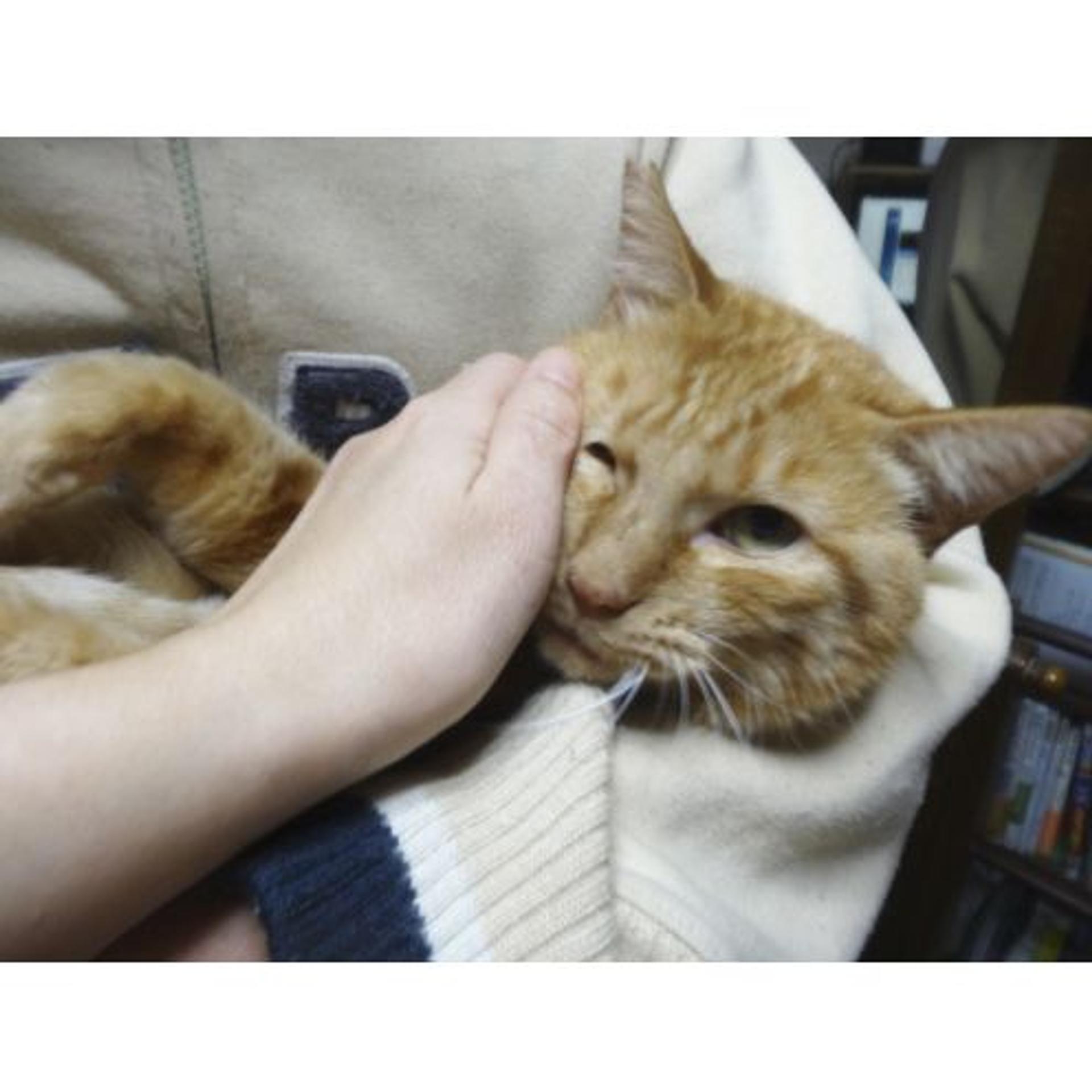 pet-image-10