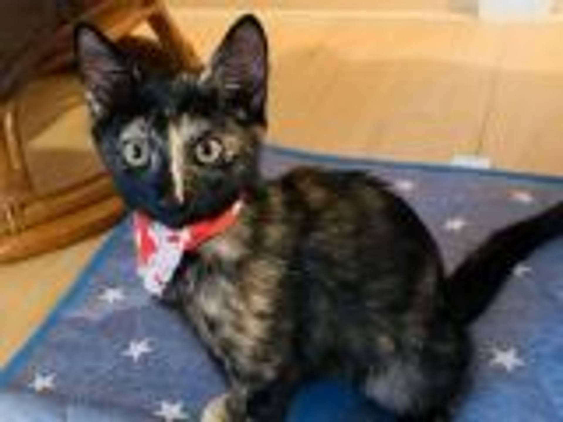 雑種（ミックス猫）・メスの里親募集の写真