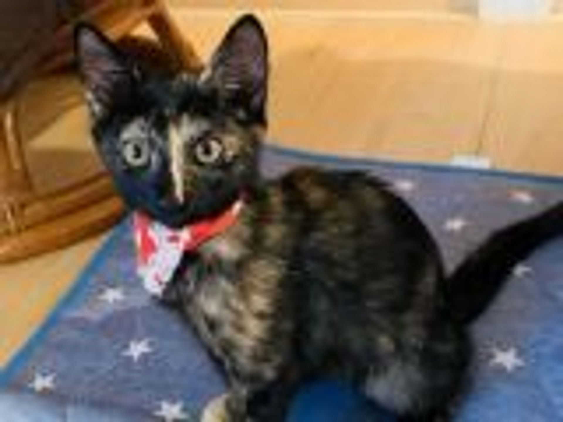 雑種（ミックス猫）・メスの里親募集の写真