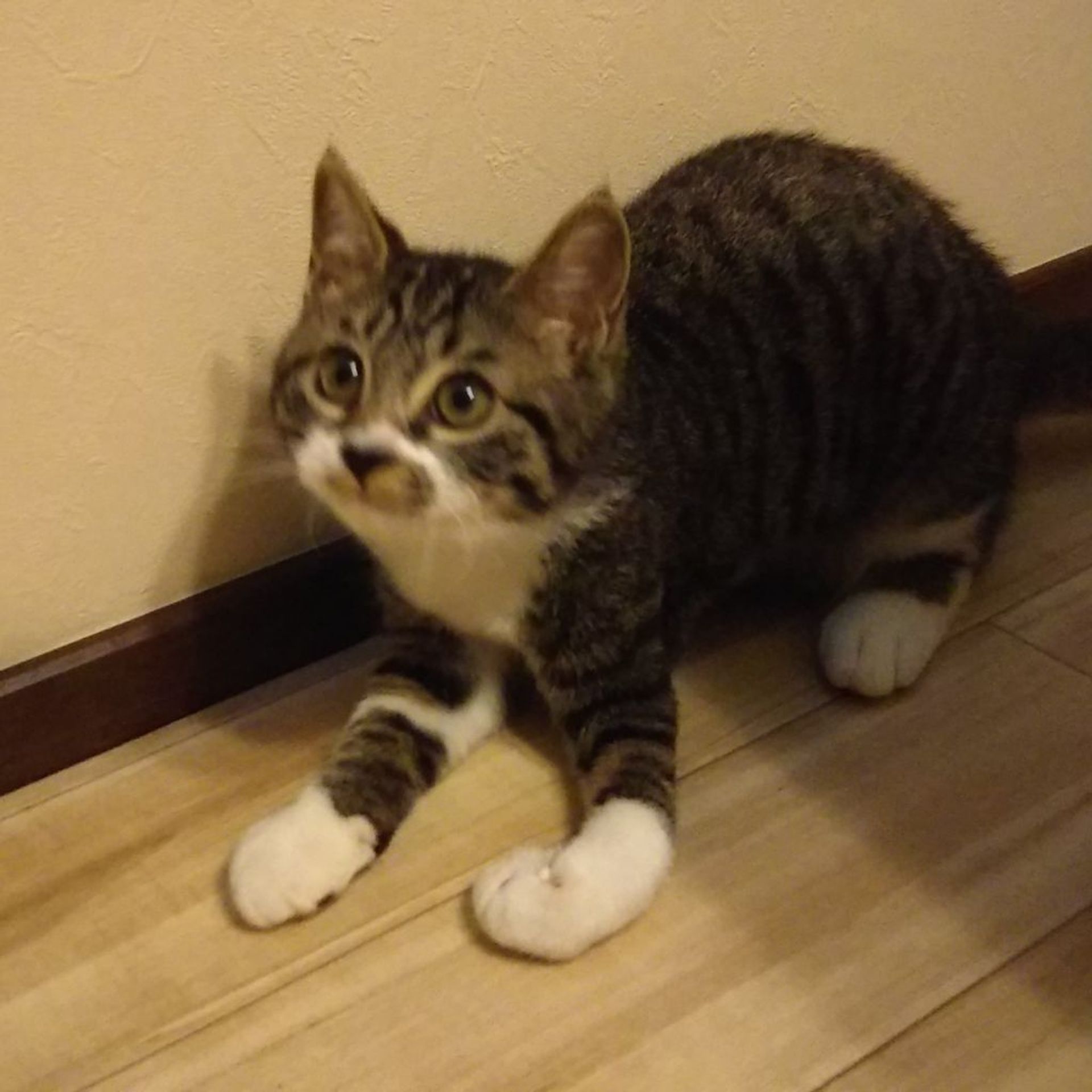 雑種（ミックス猫）・オスの里親募集の写真