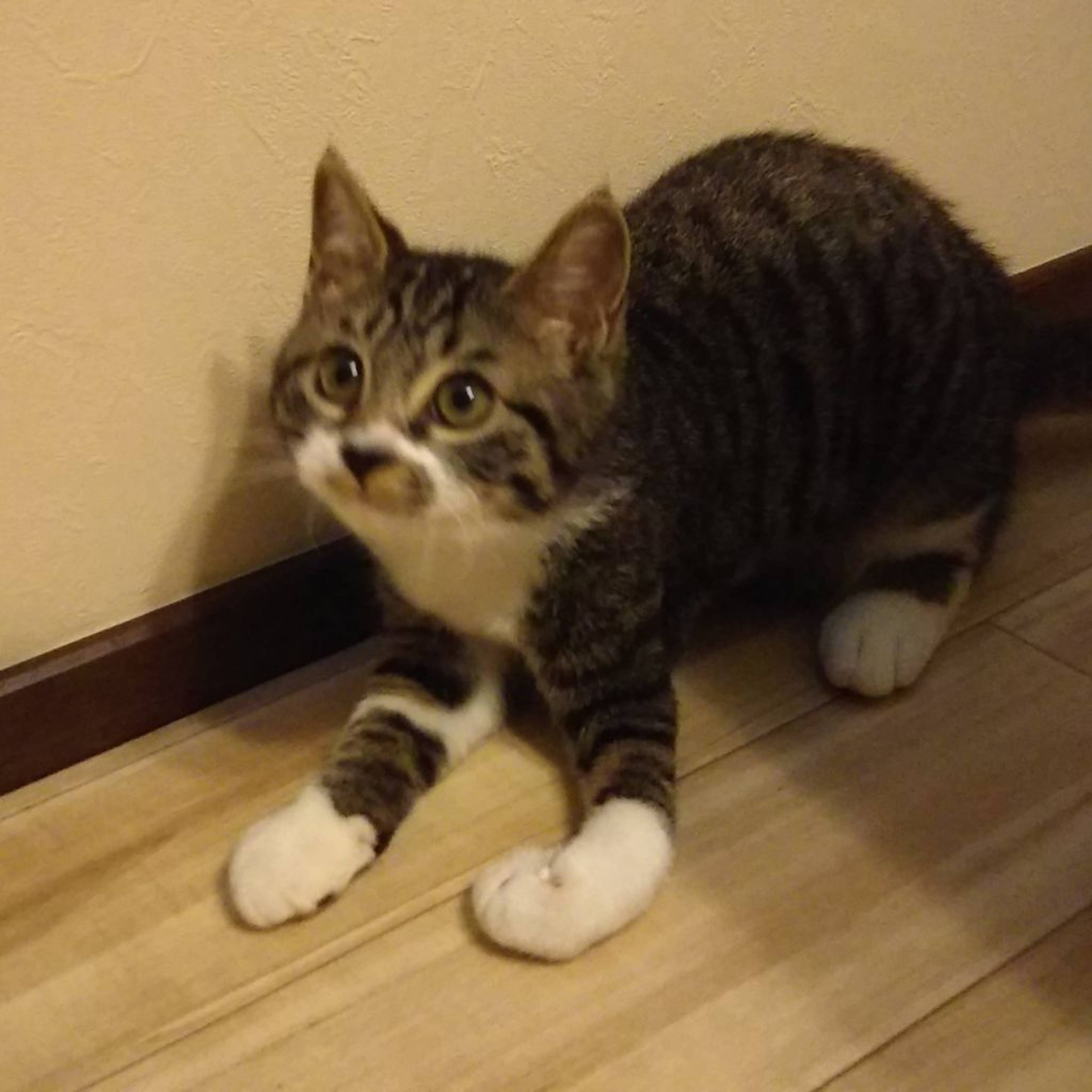 雑種（ミックス猫）・オスの里親募集の写真