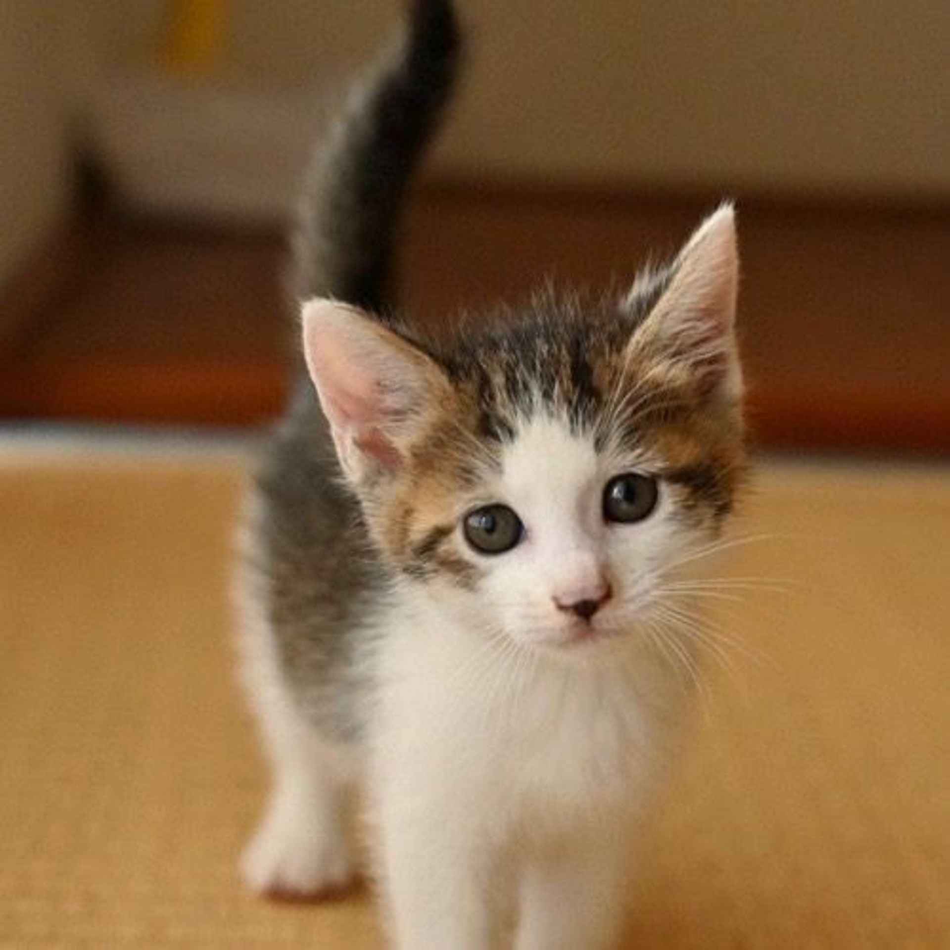雑種（ミックス猫）・オスの里親募集の写真
