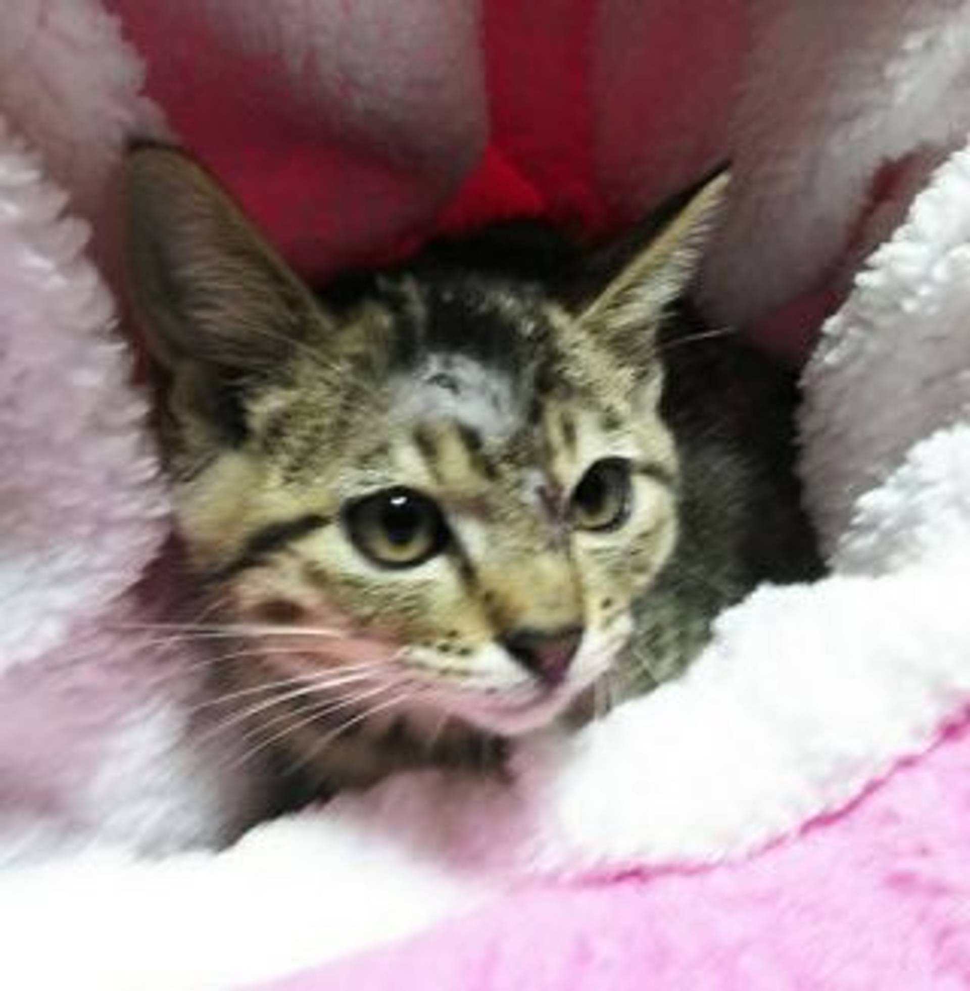 雑種（ミックス猫）・メスの里親募集の写真