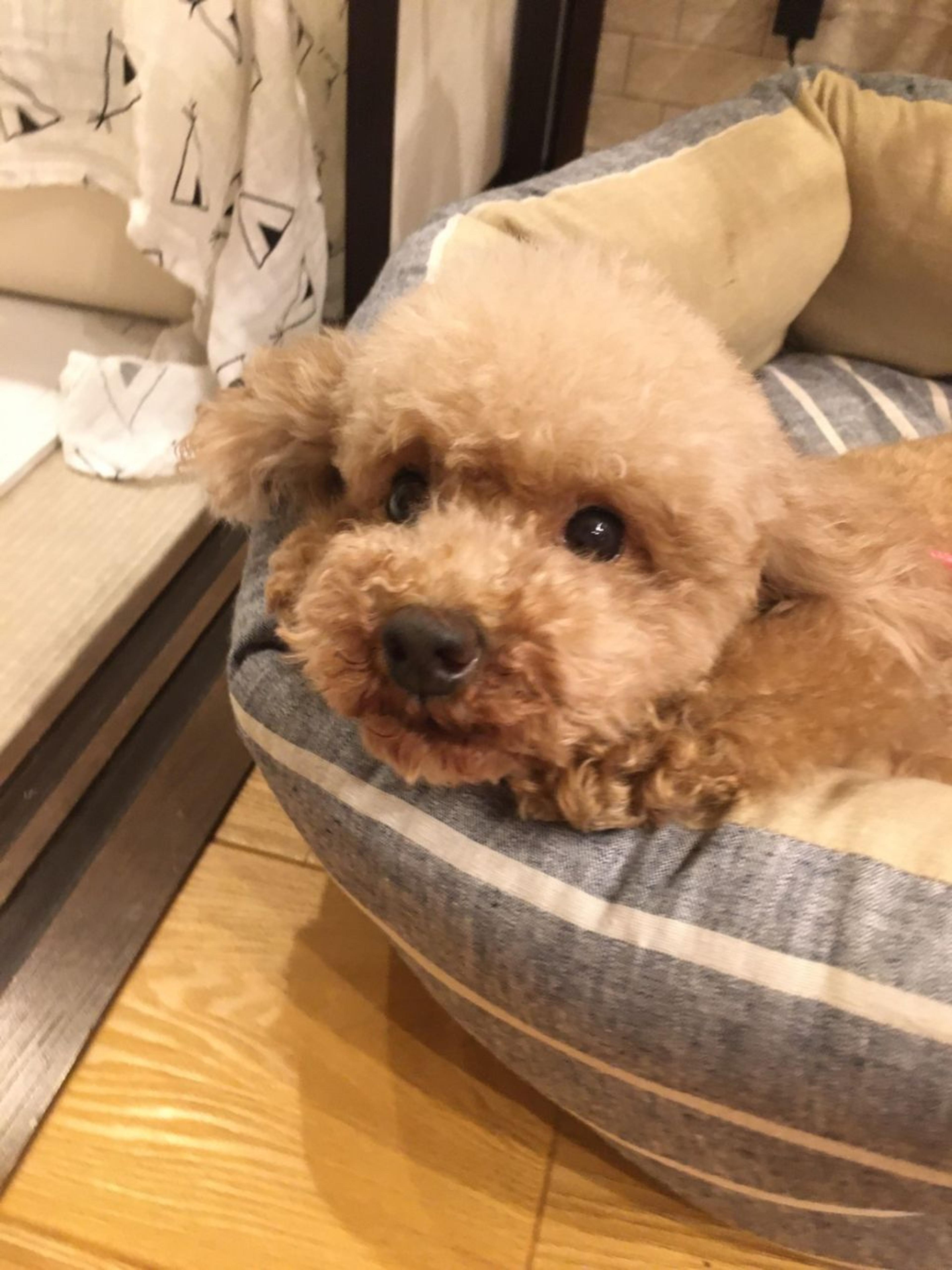 pet-image-2