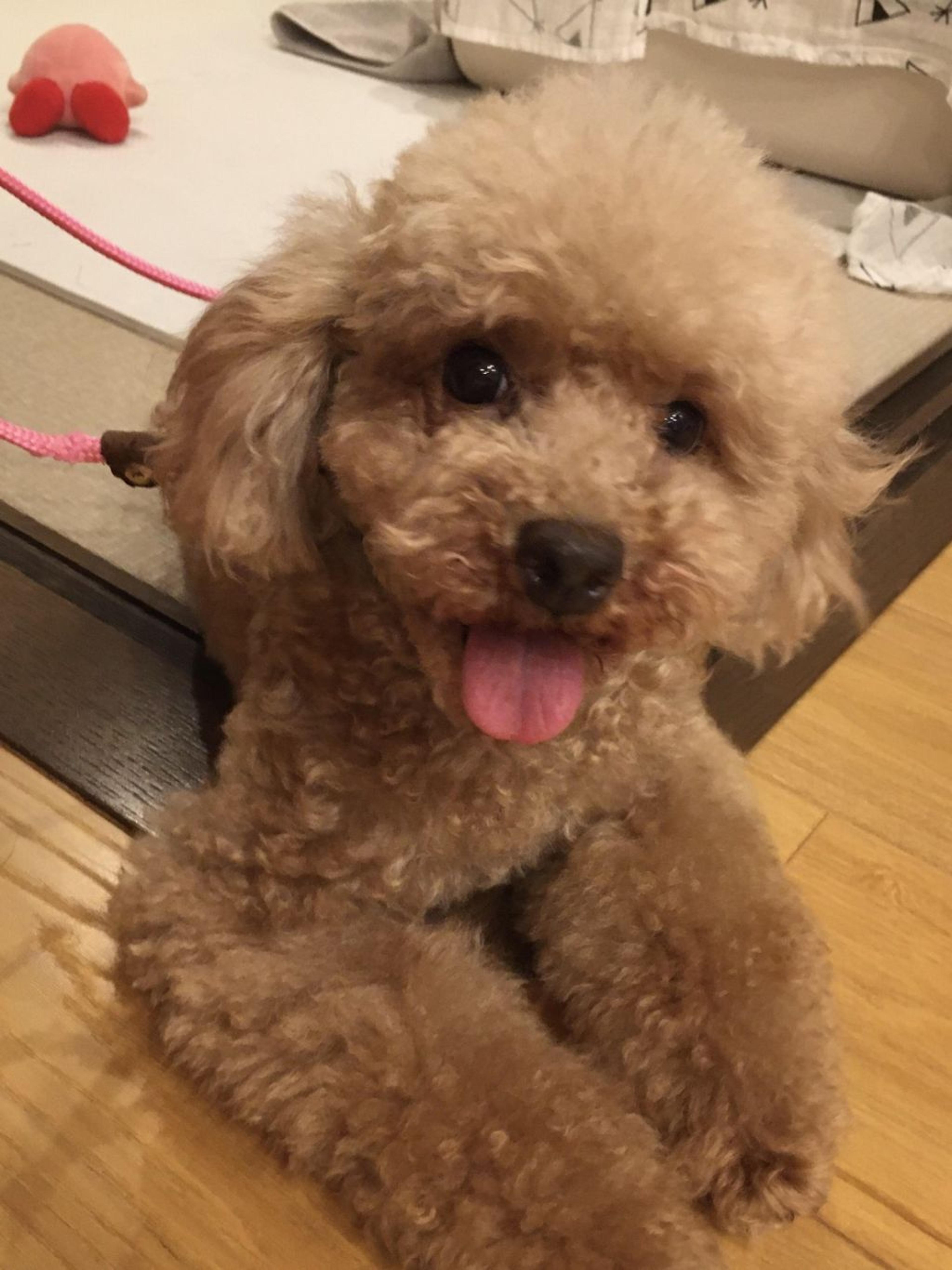 pet-image-3