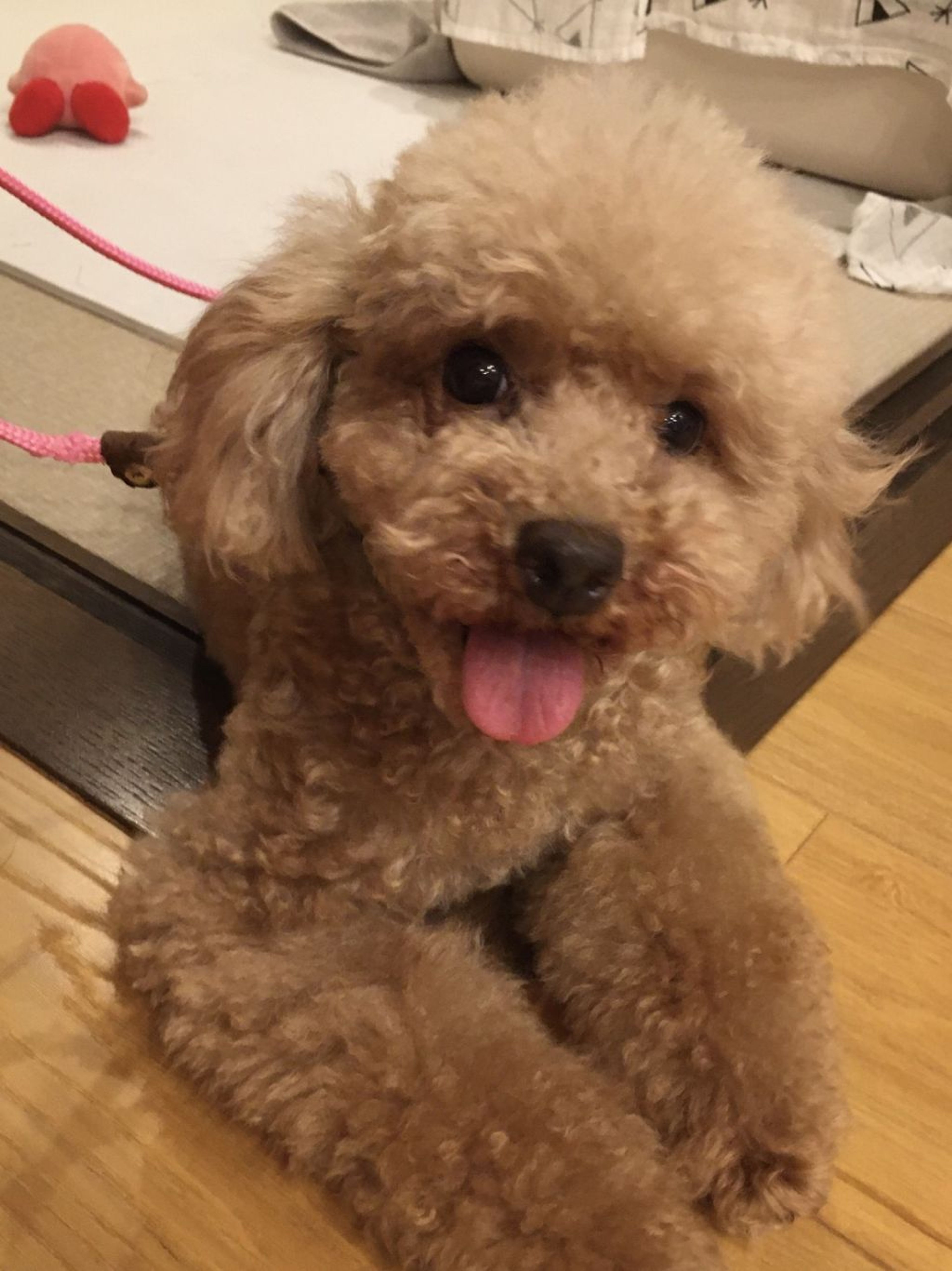 pet-image-3