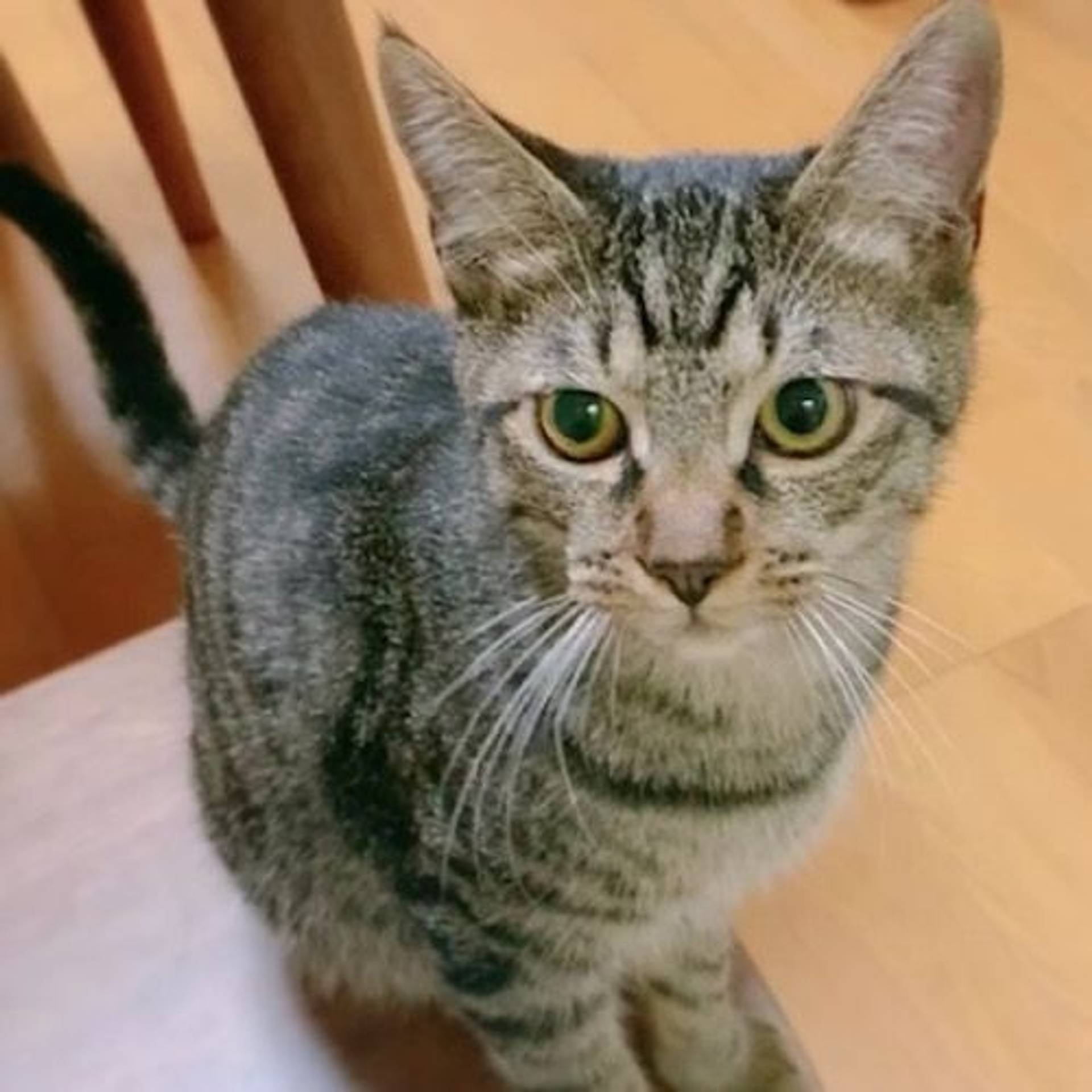 雑種（ミックス猫）・オスの里親募集の写真