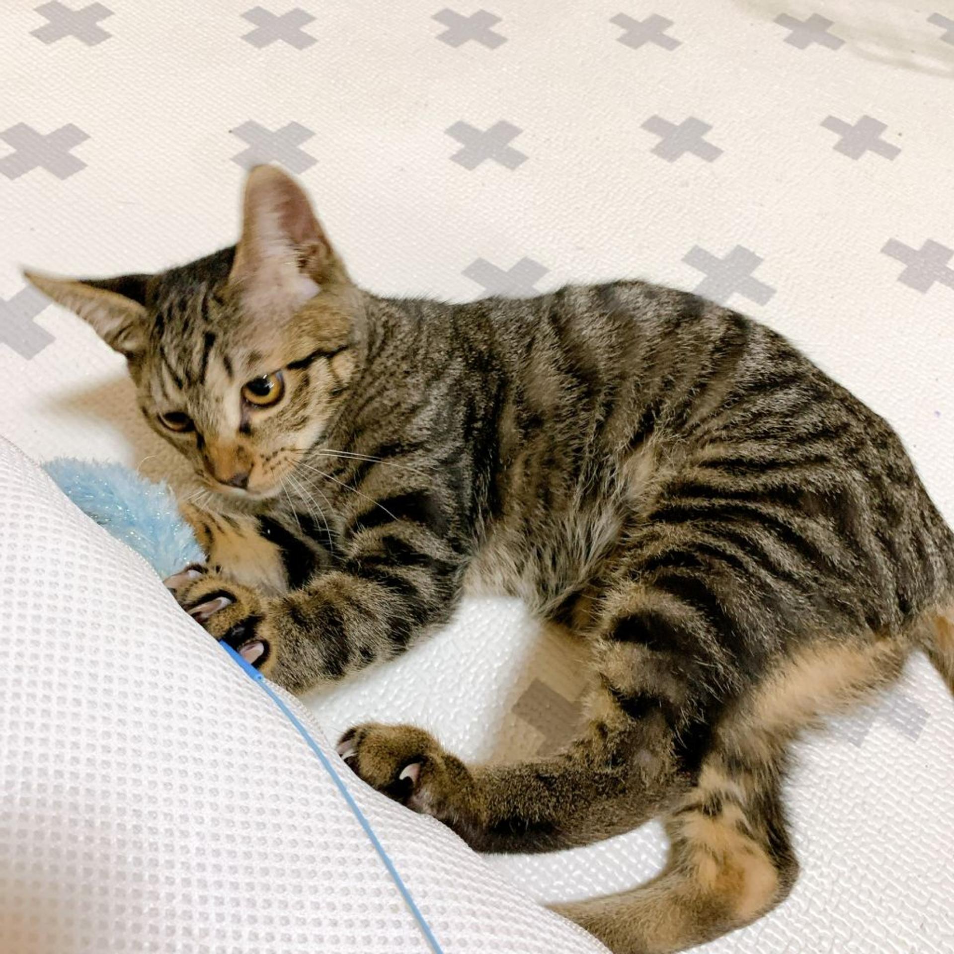 pet-image-3
