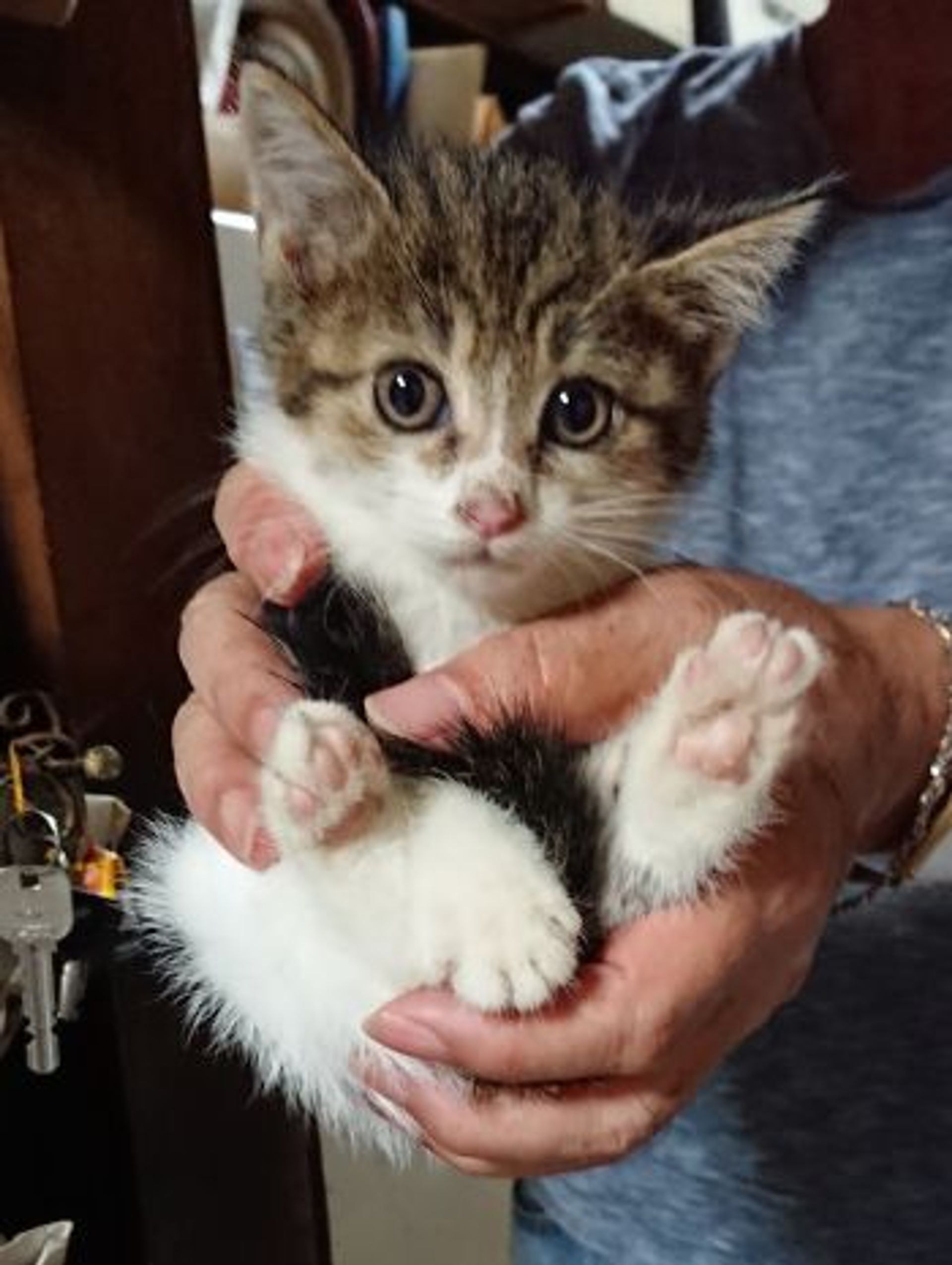 雑種（ミックス猫）・メスの里親募集の写真