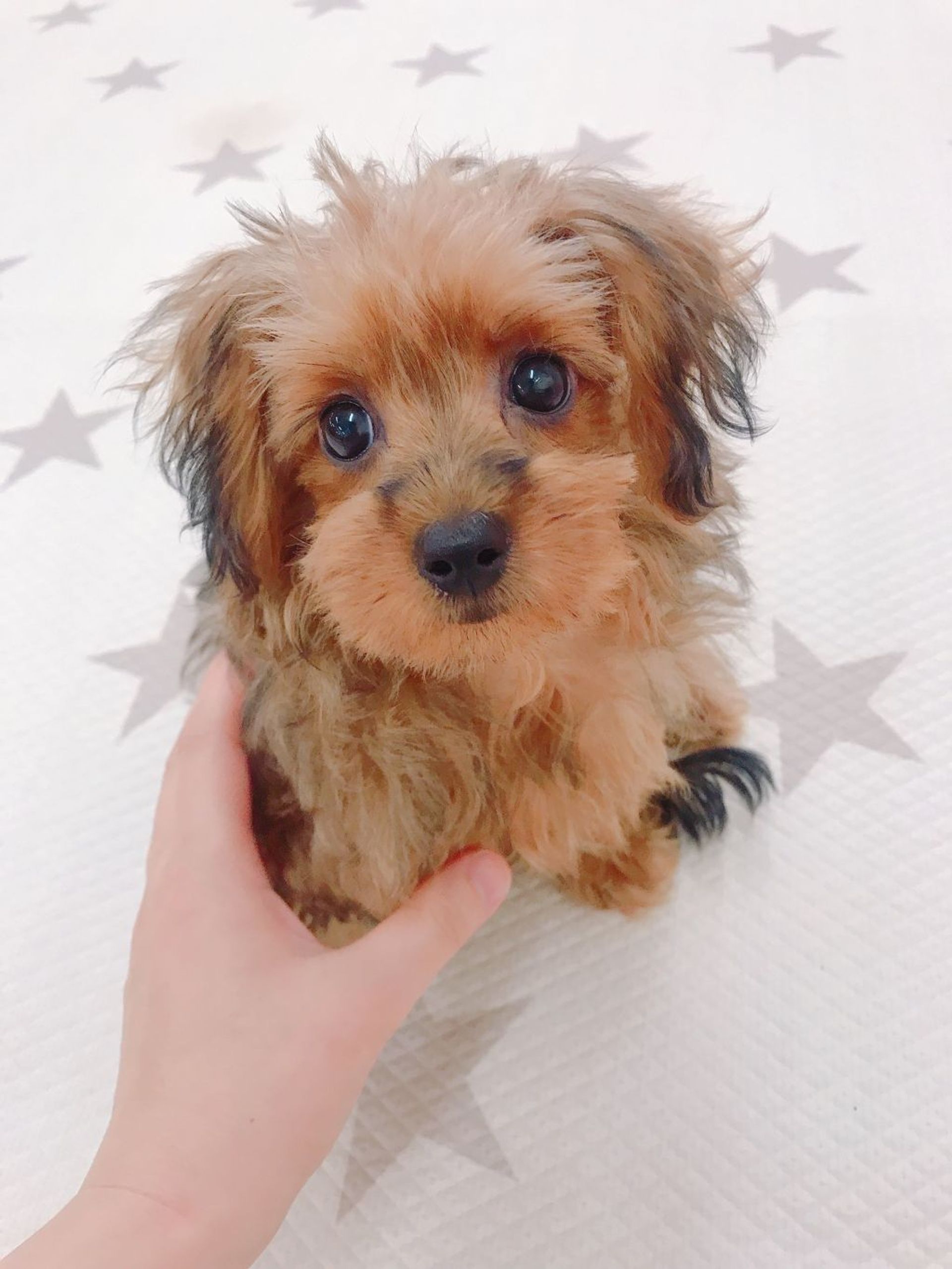 雑種（ミックス犬）・メスの里親募集の写真
