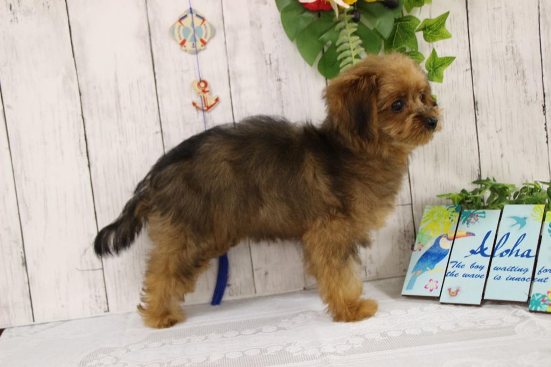 pet-image-3