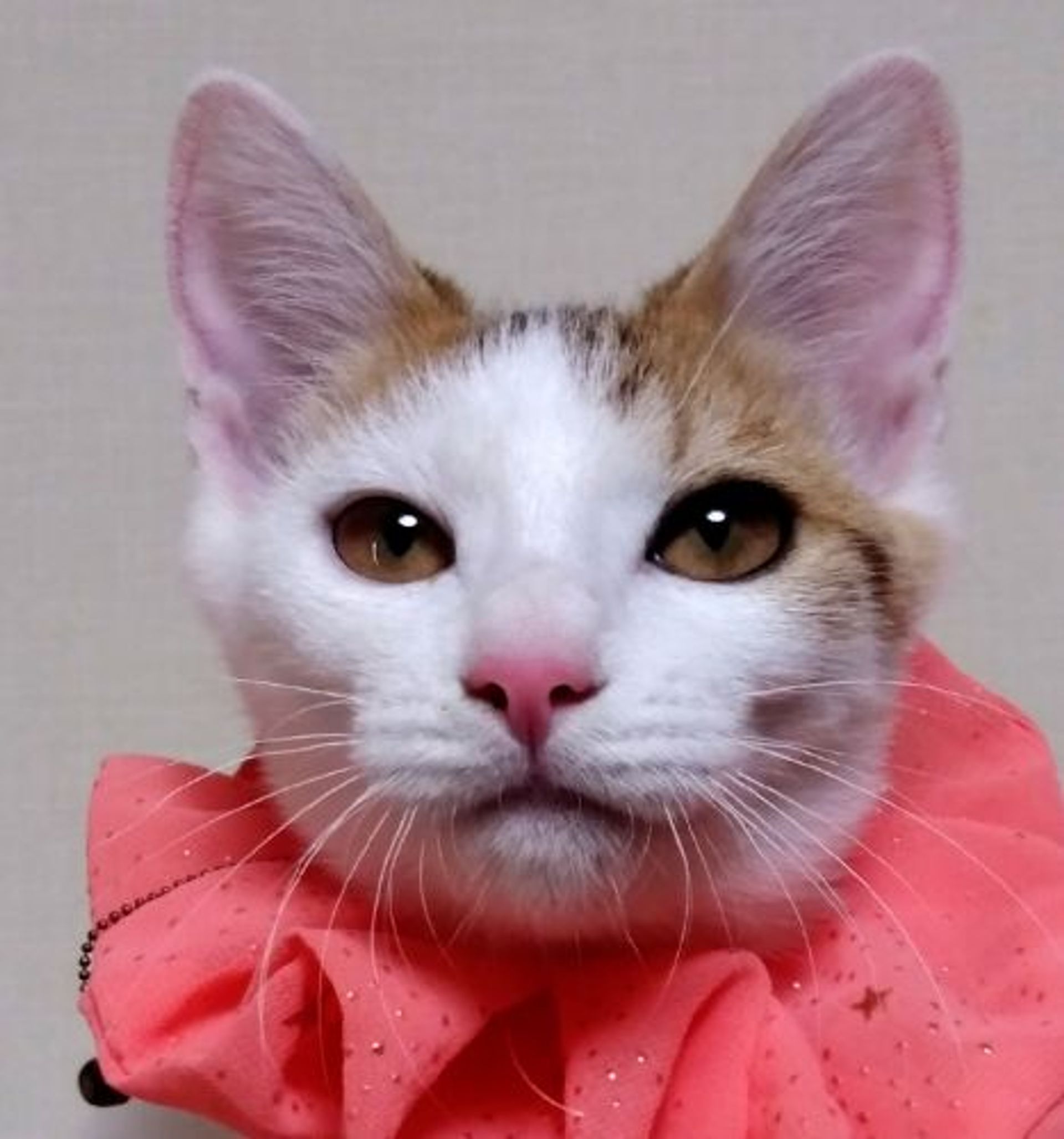 雑種（ミックス猫）・メスの里親募集の写真
