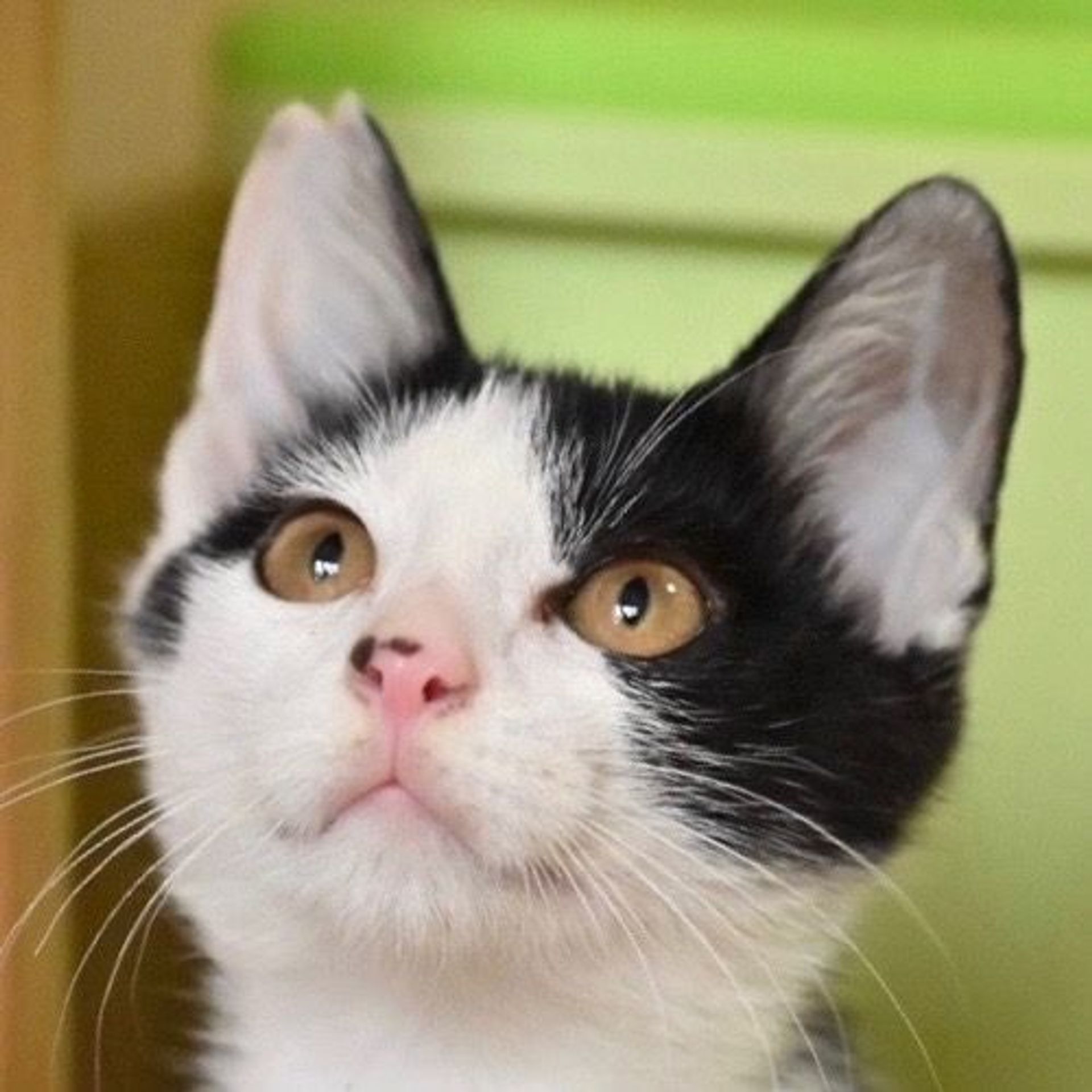 雑種（ミックス猫）・オスの里親募集の写真