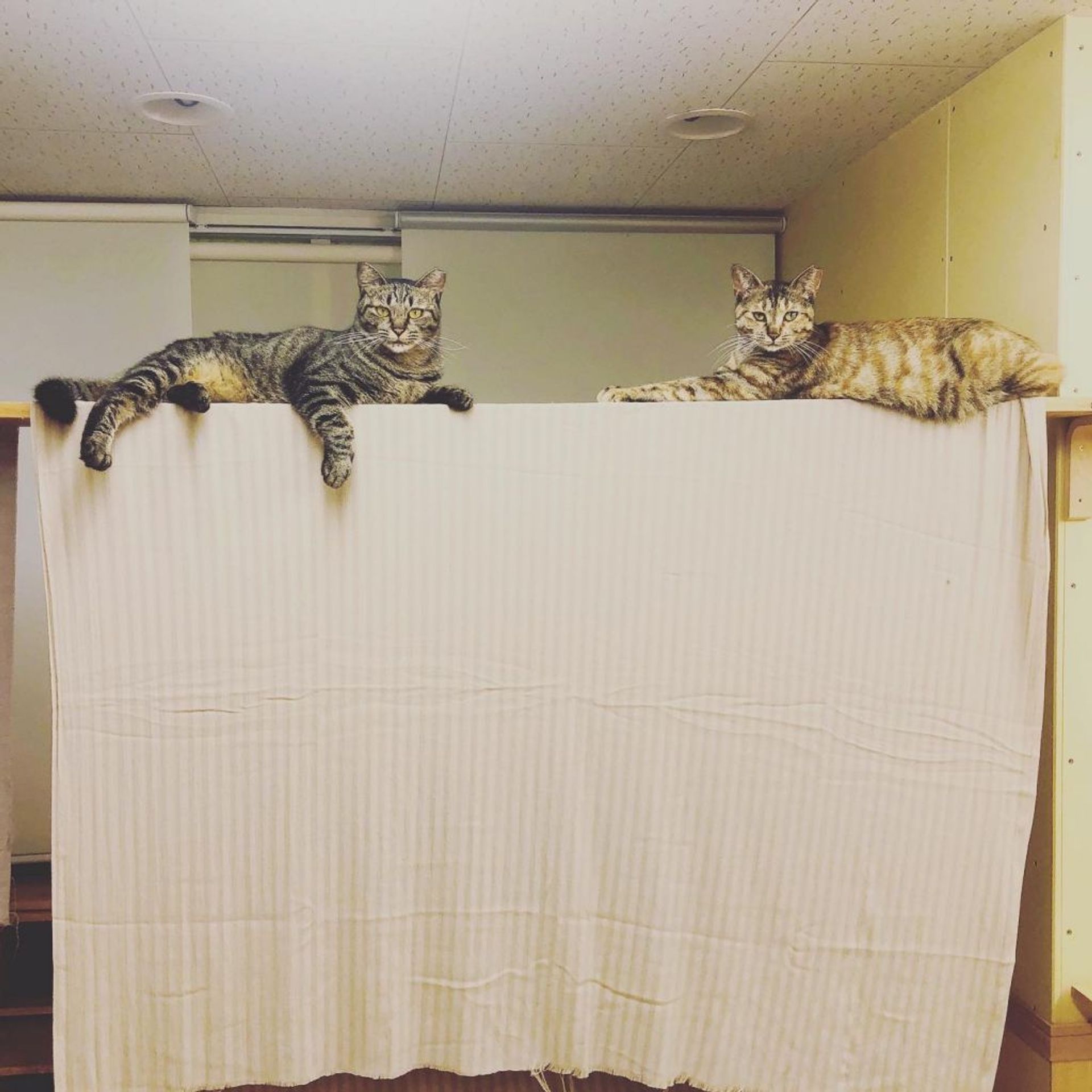 雑種（ミックス猫）・メスの里親募集の写真