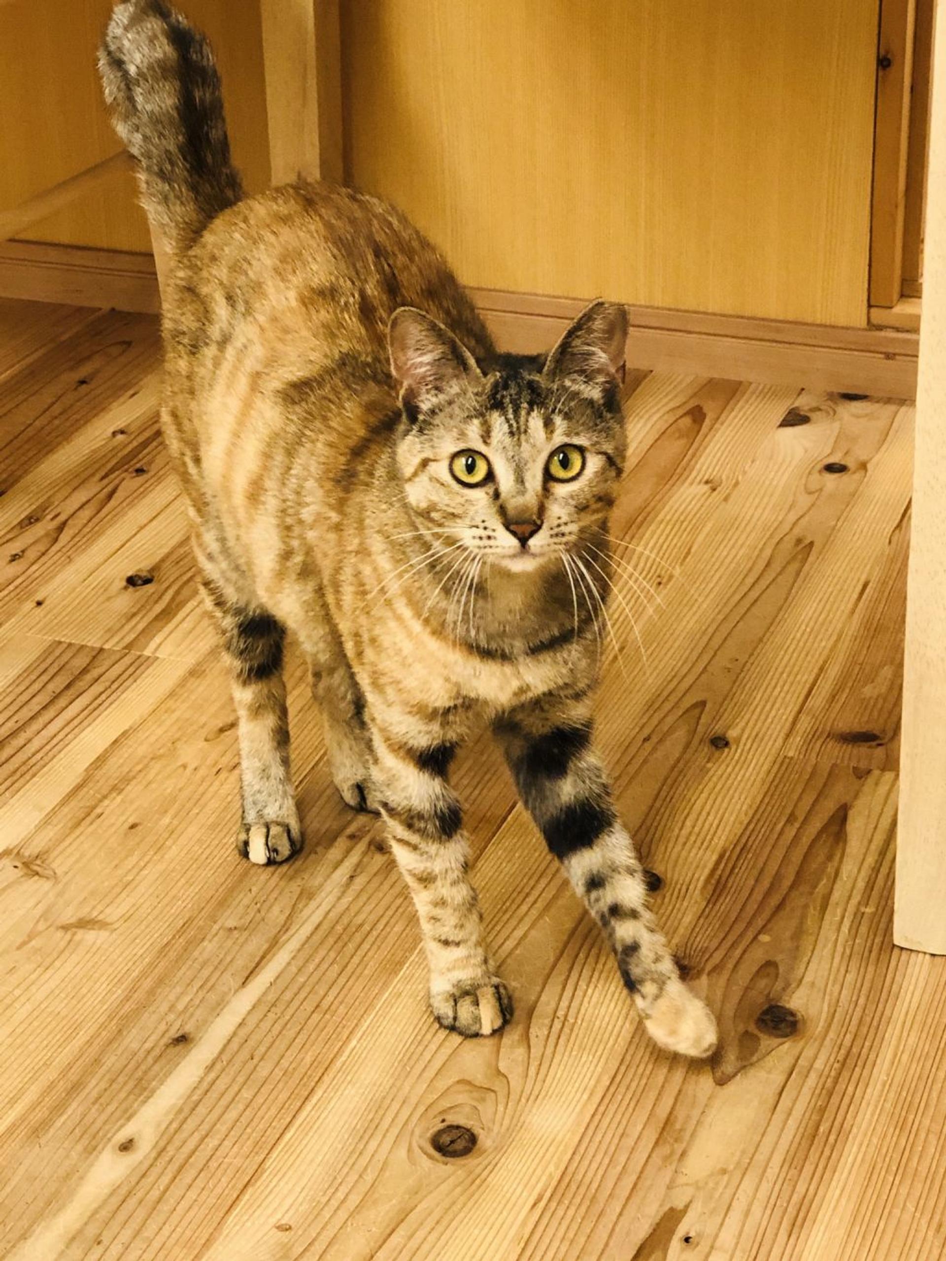 pet-image-4