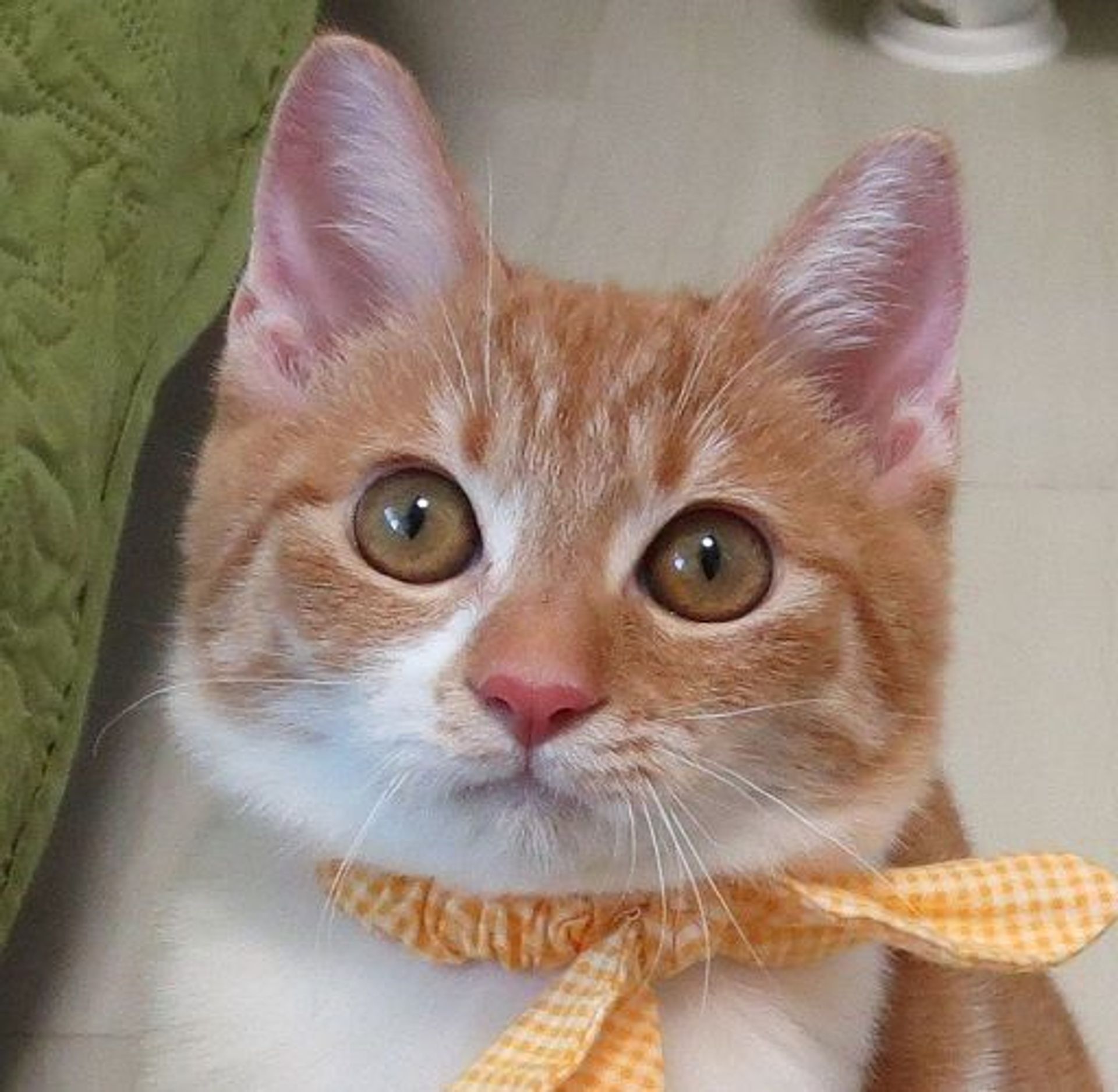 雑種（ミックス猫）・オスの里親募集の写真