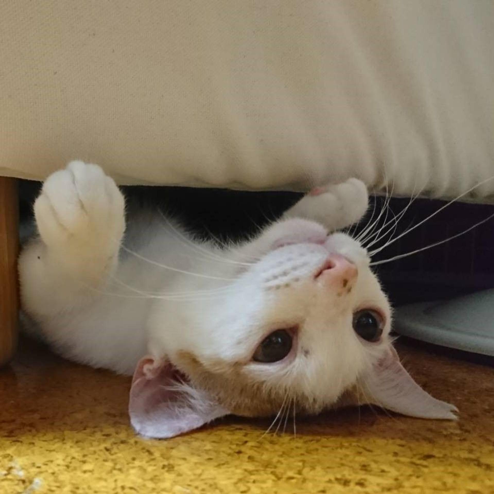 pet-image-3