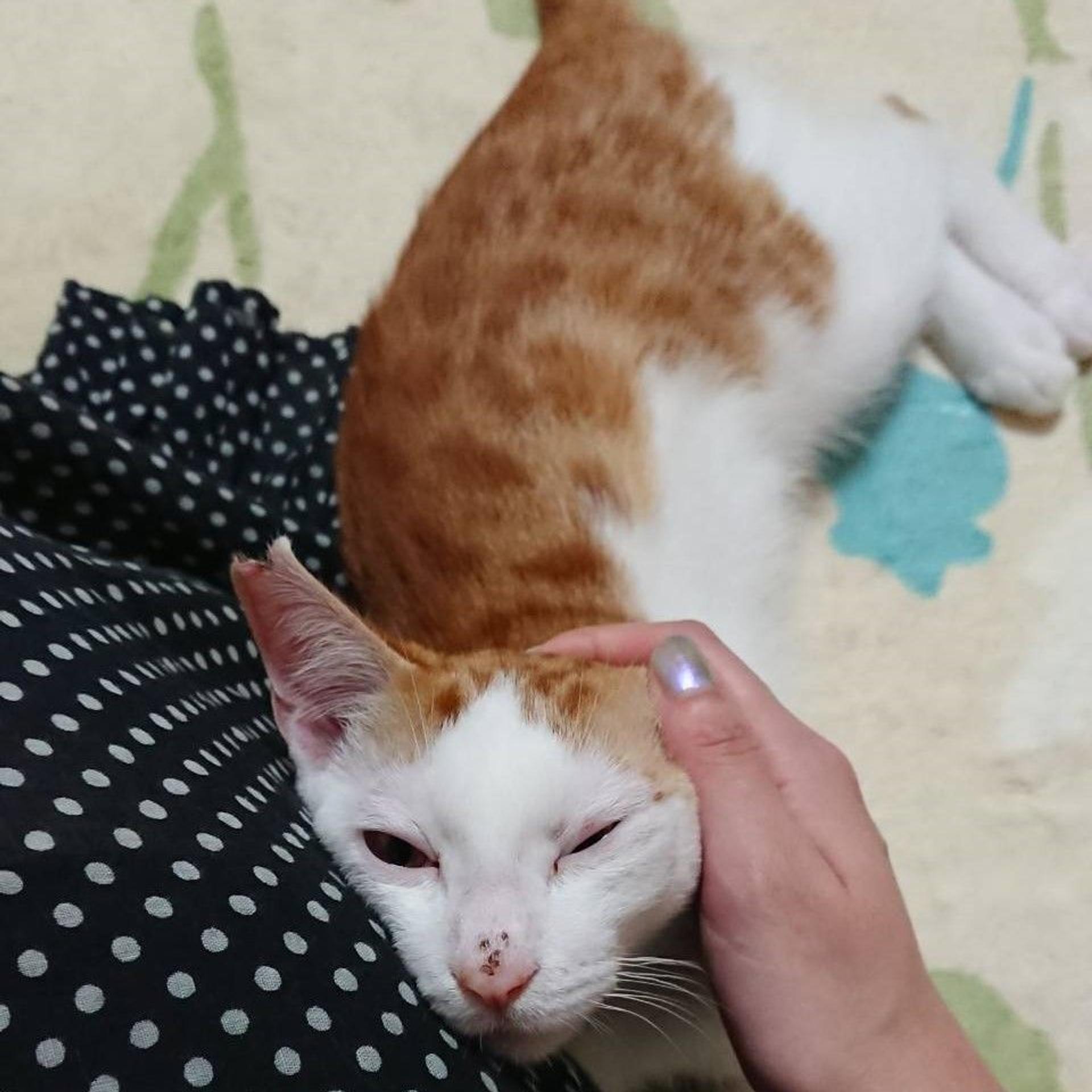 pet-image-5