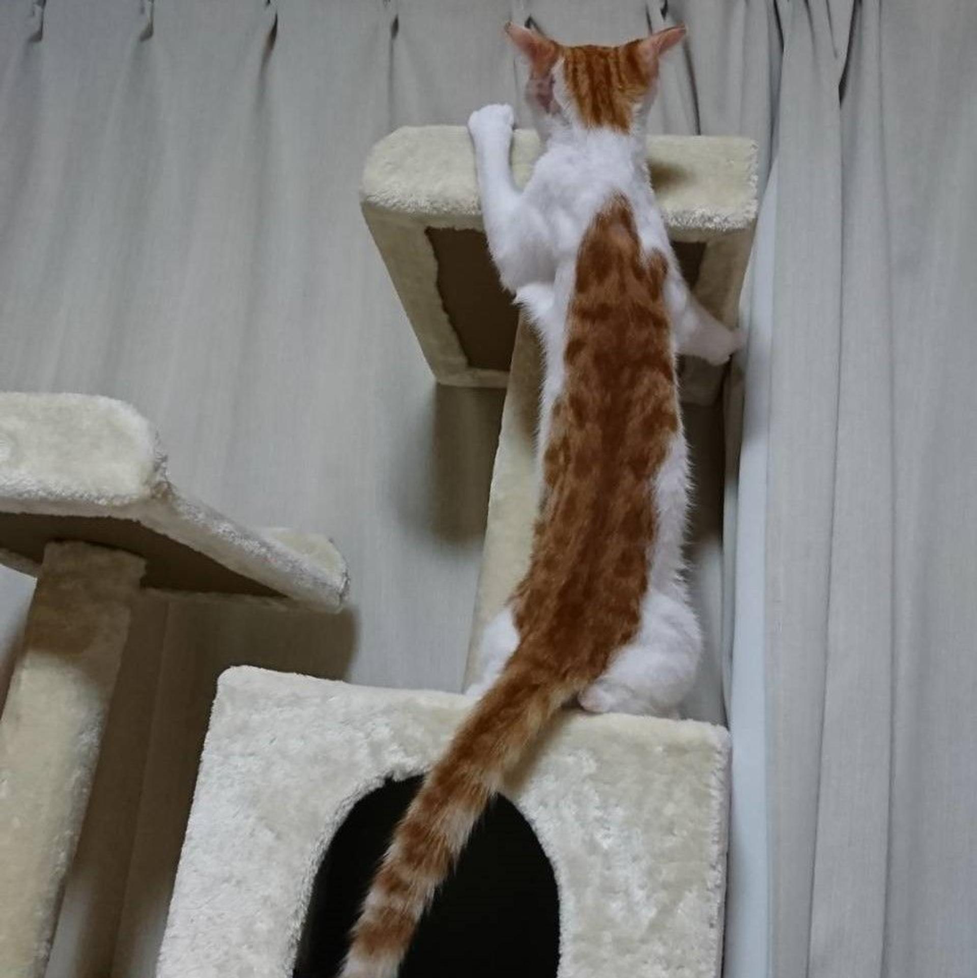 pet-image-6