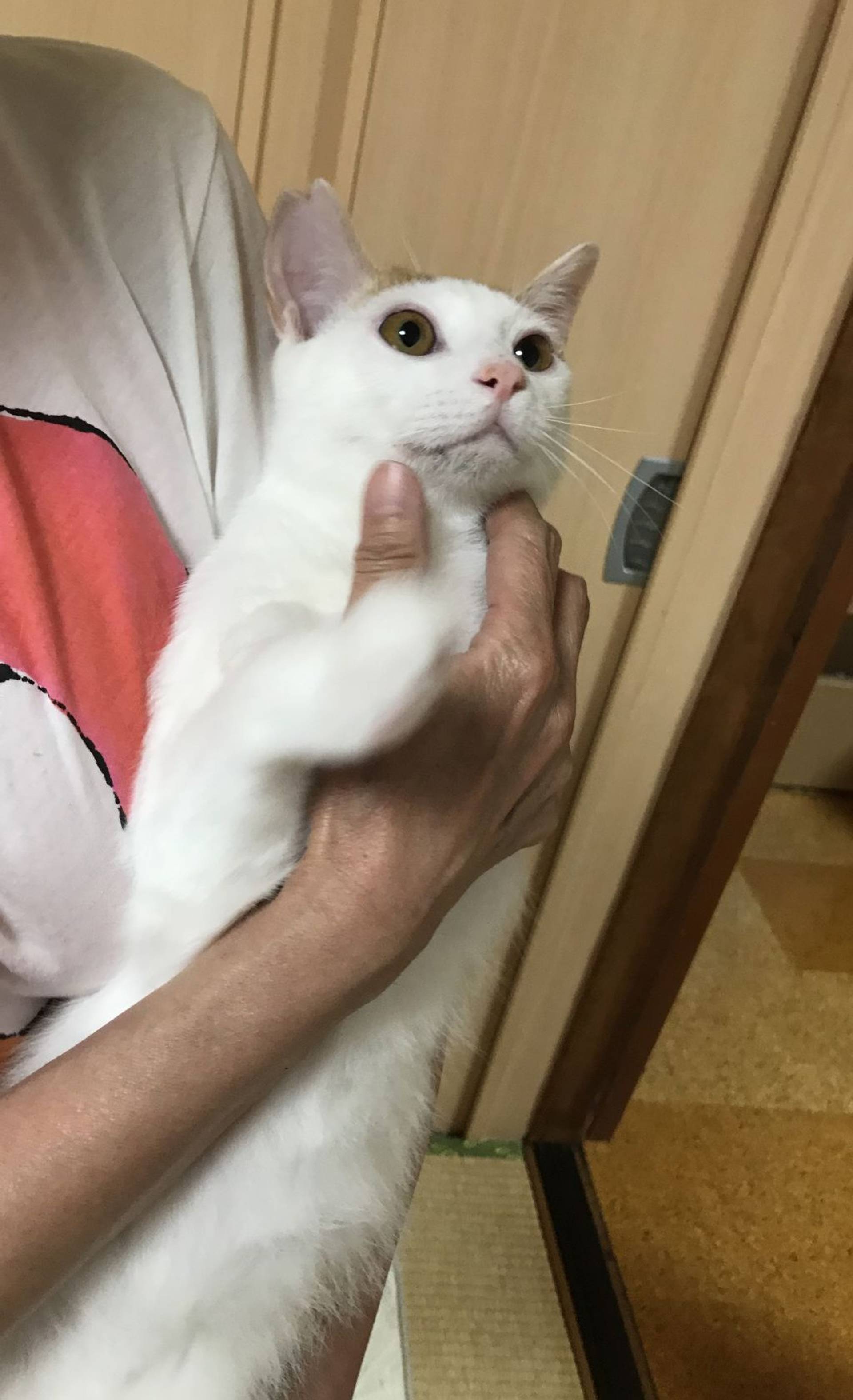 雑種（ミックス猫）・オスの里親募集の写真
