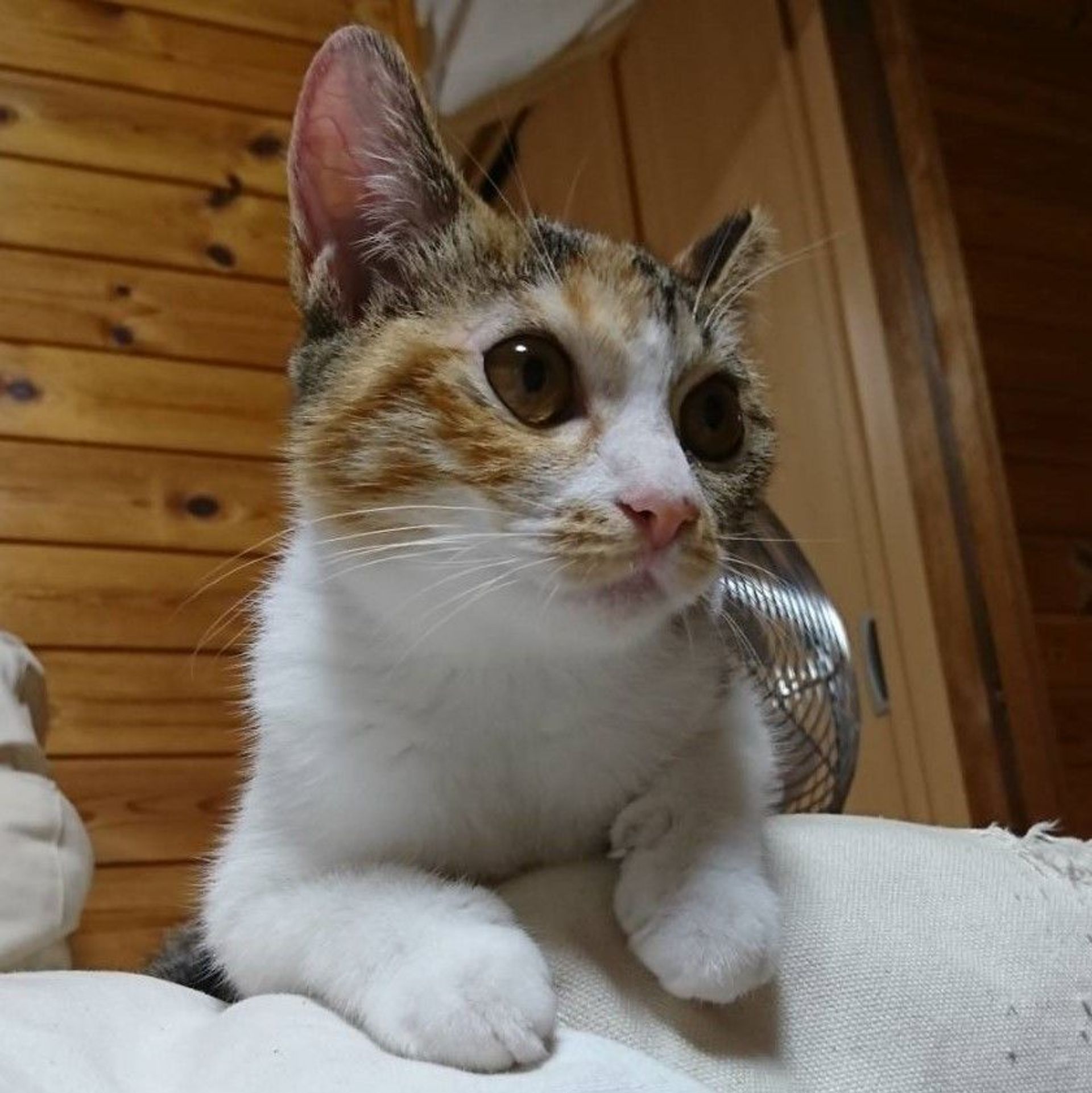 雑種（ミックス猫）・メスの里親募集の写真