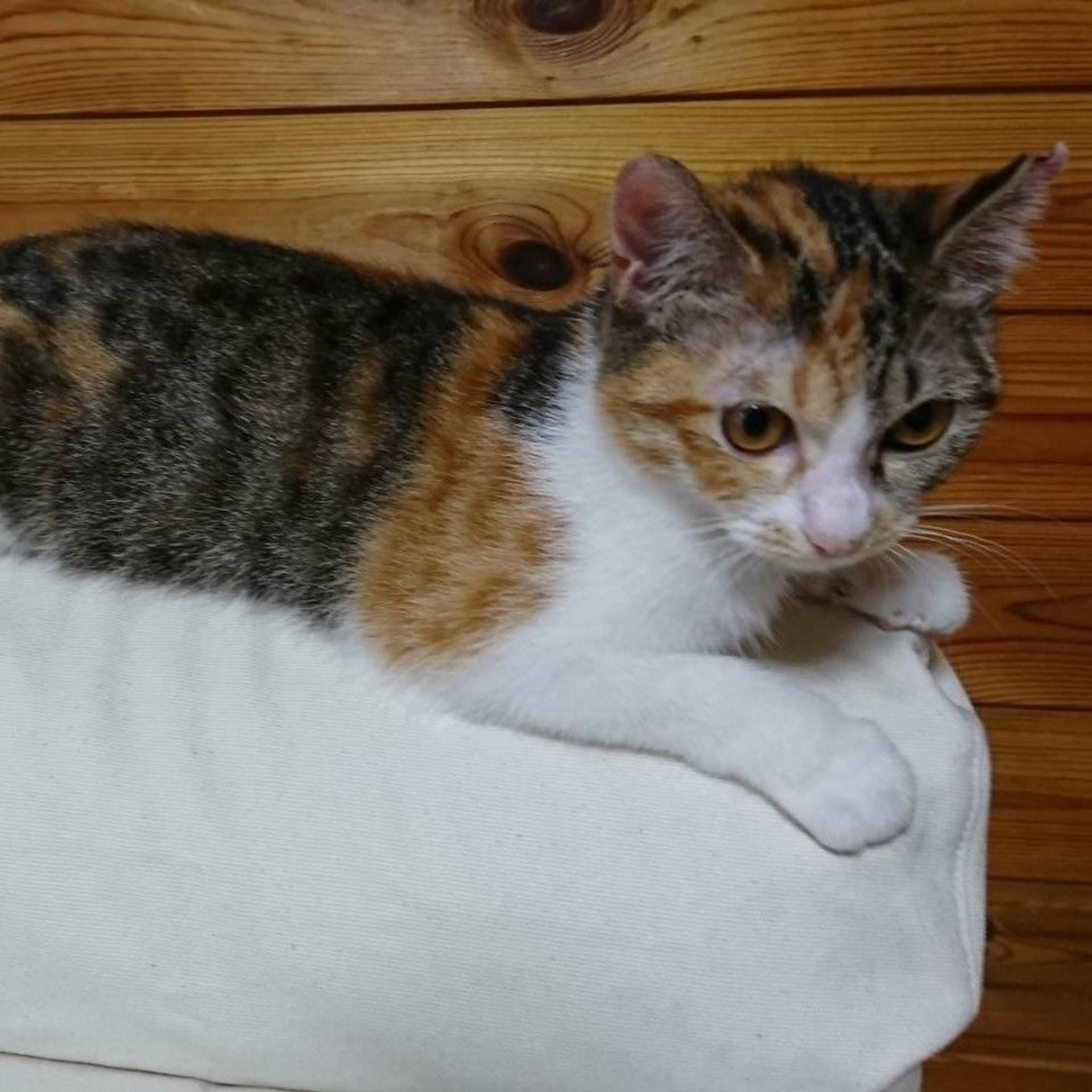 pet-image-2