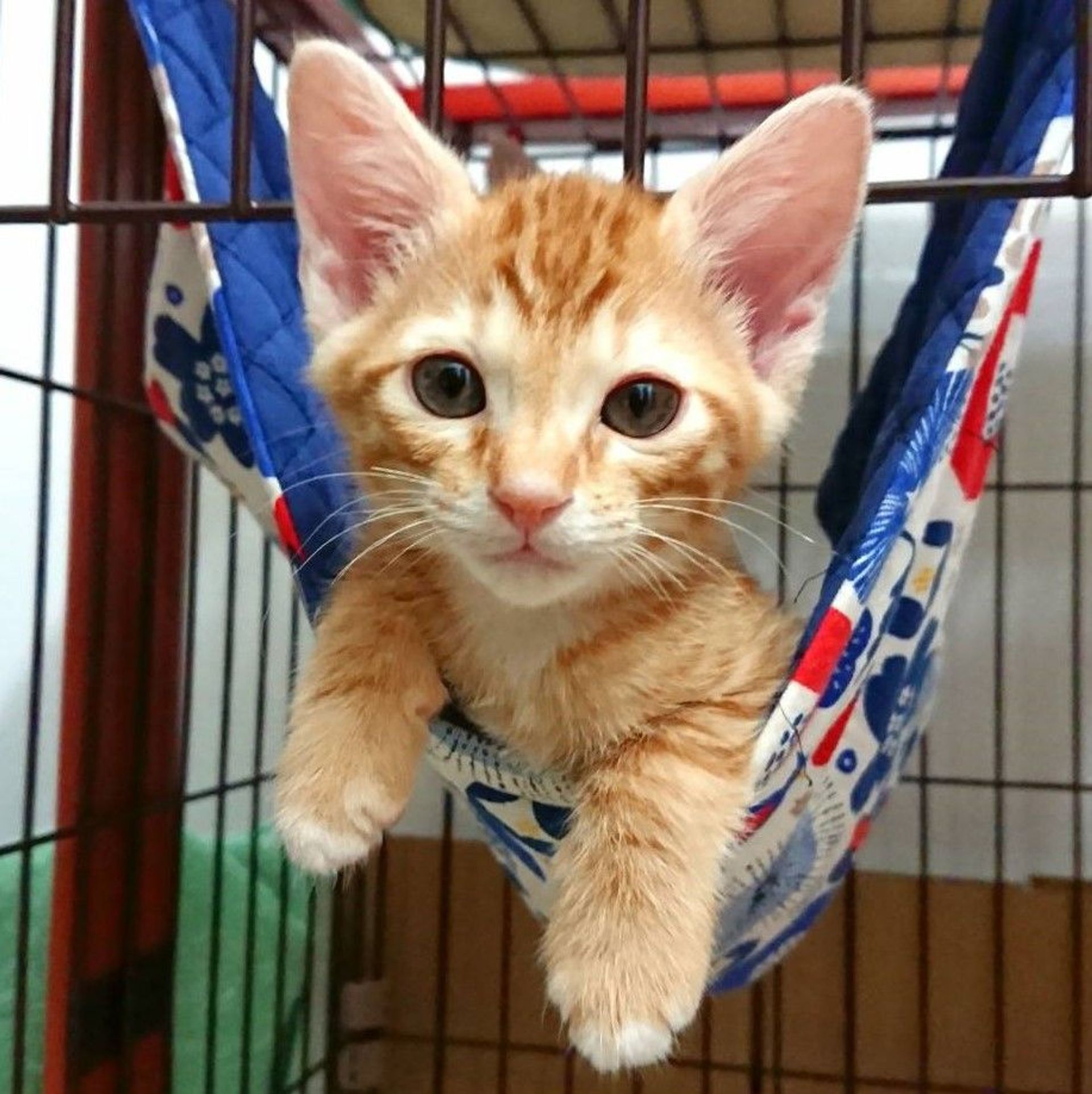 雑種（ミックス猫）・オスの里親募集の写真