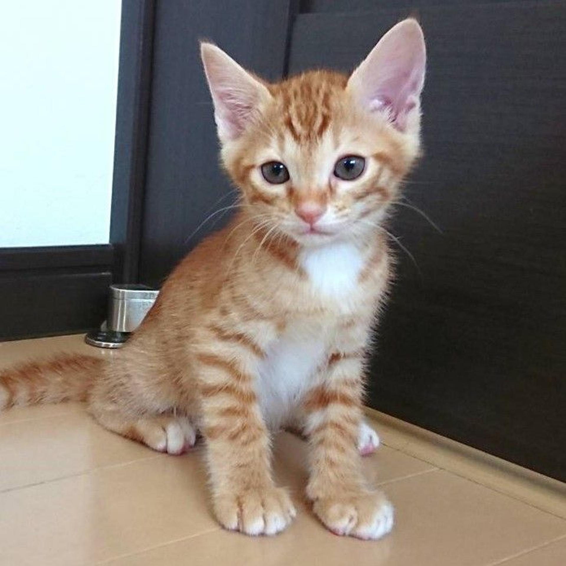 pet-image-4