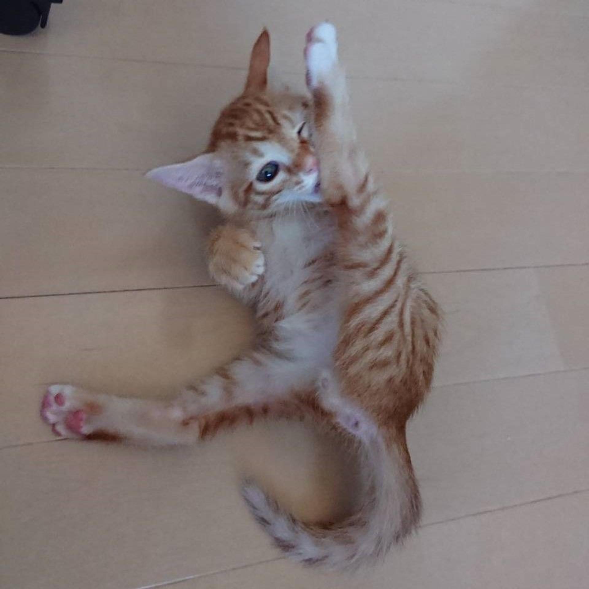 pet-image-5