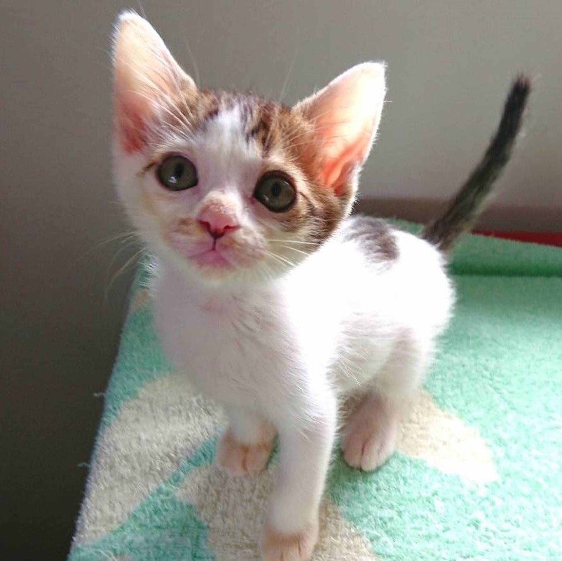 雑種（ミックス猫）・オスの里親募集の写真