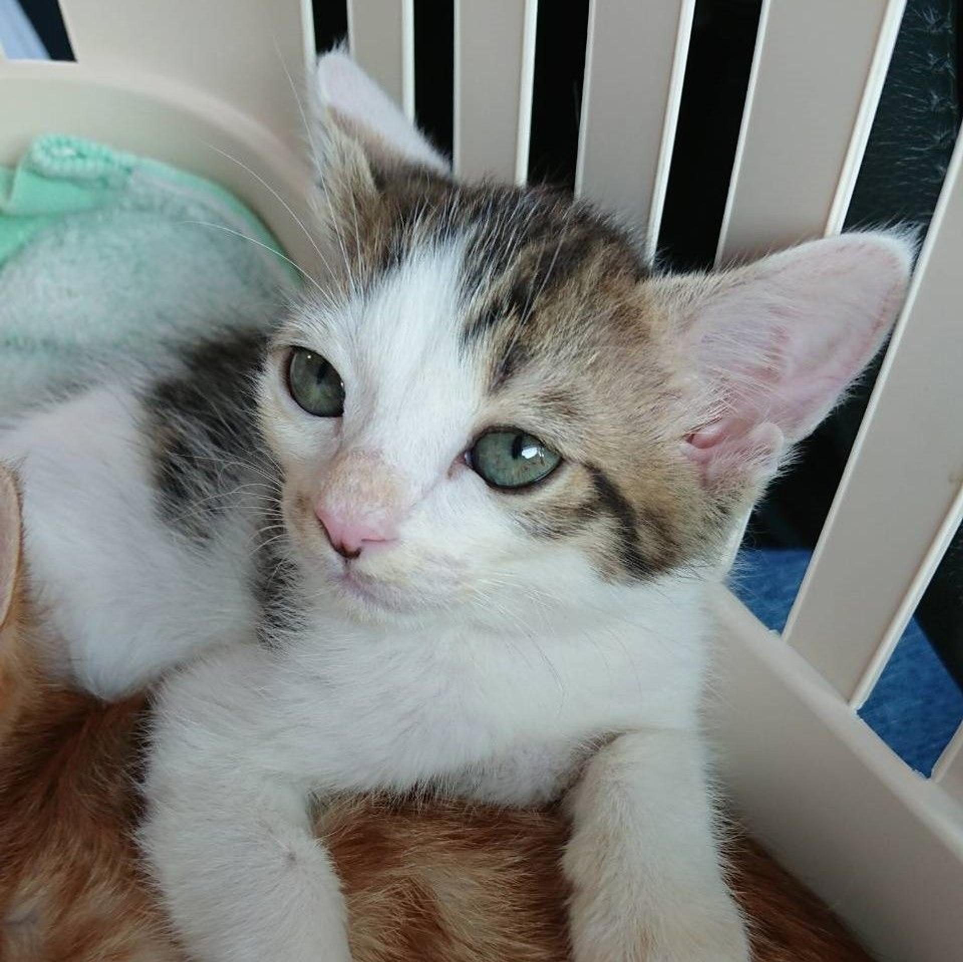 pet-image-3