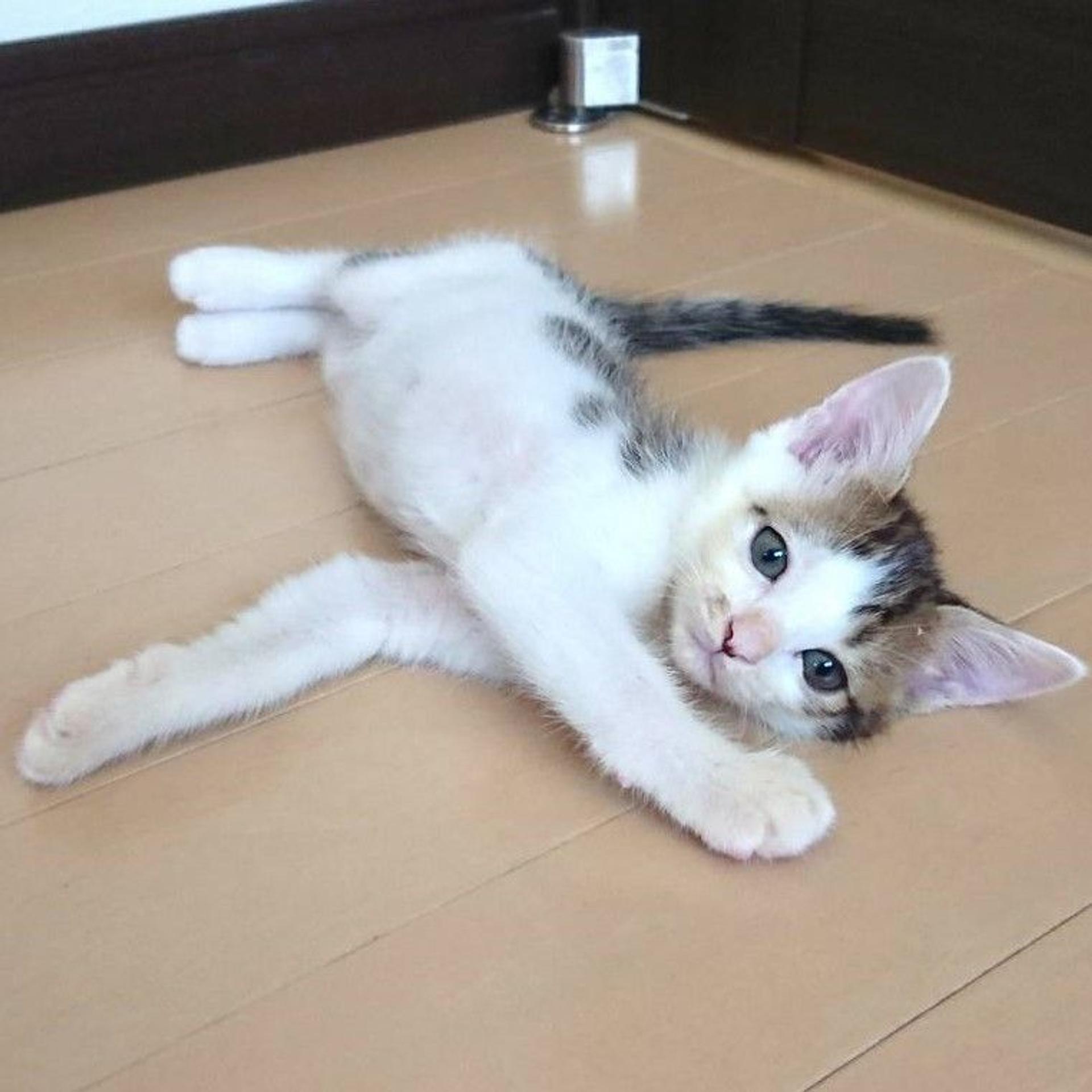 pet-image-4