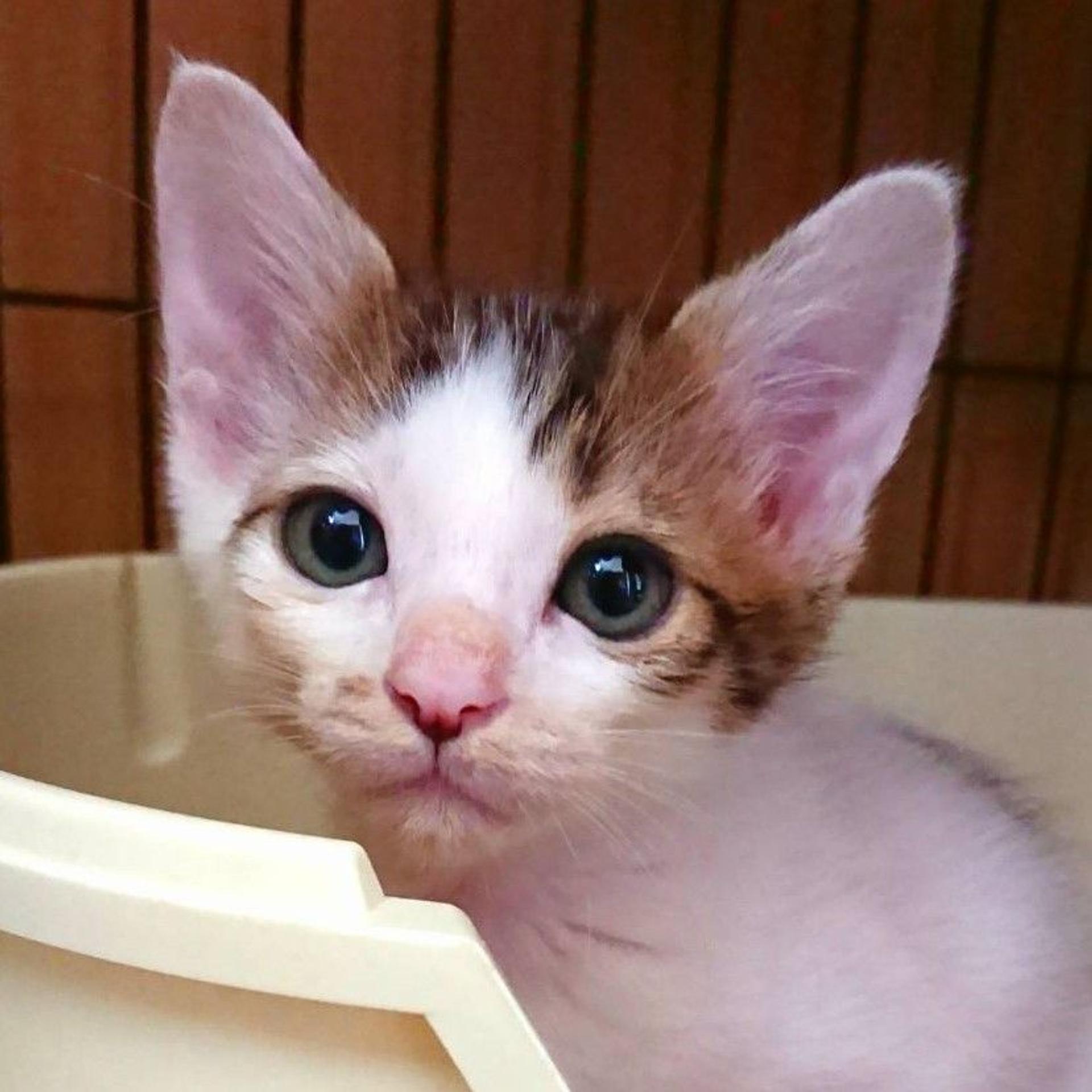 pet-image-5