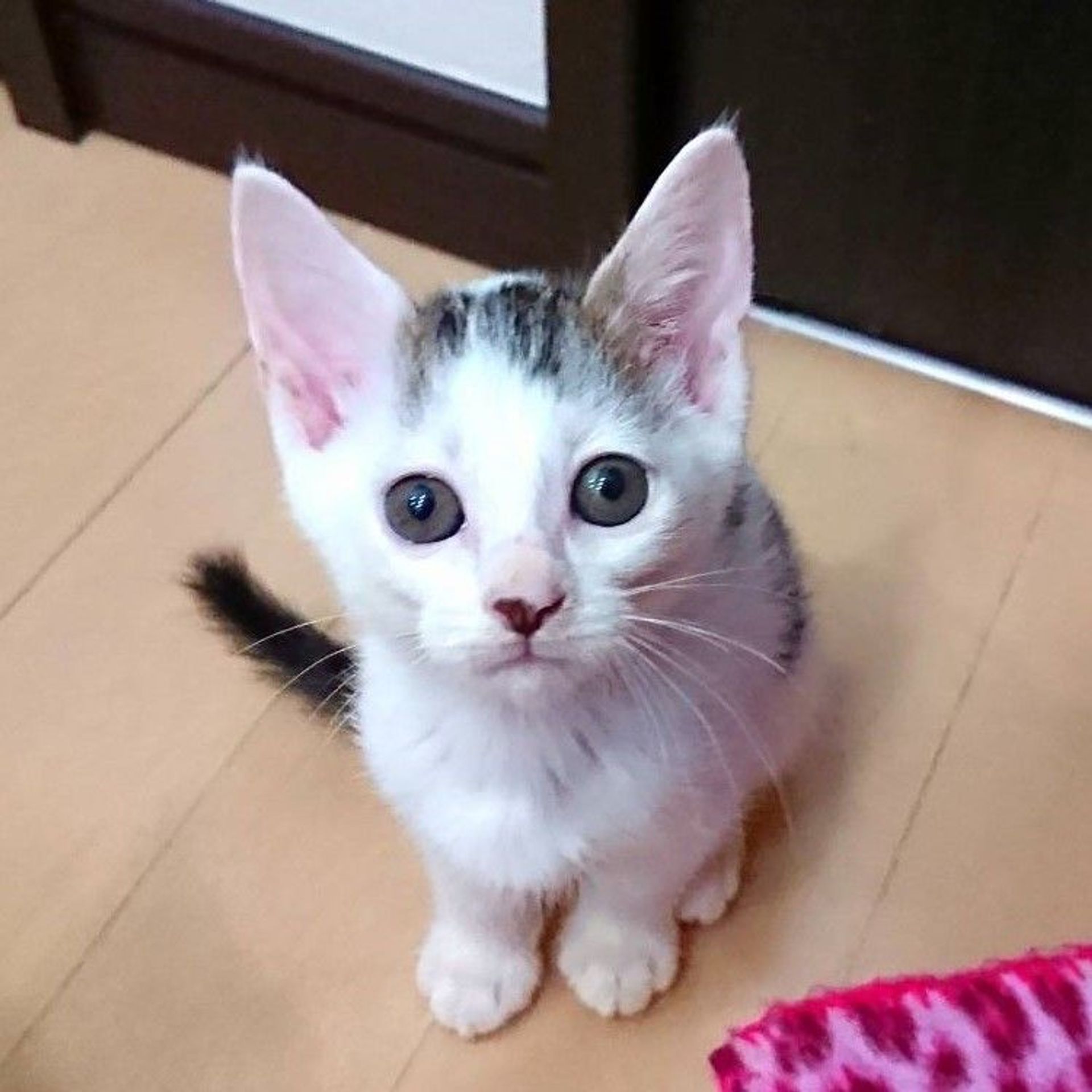 雑種（ミックス猫）・メスの里親募集の写真