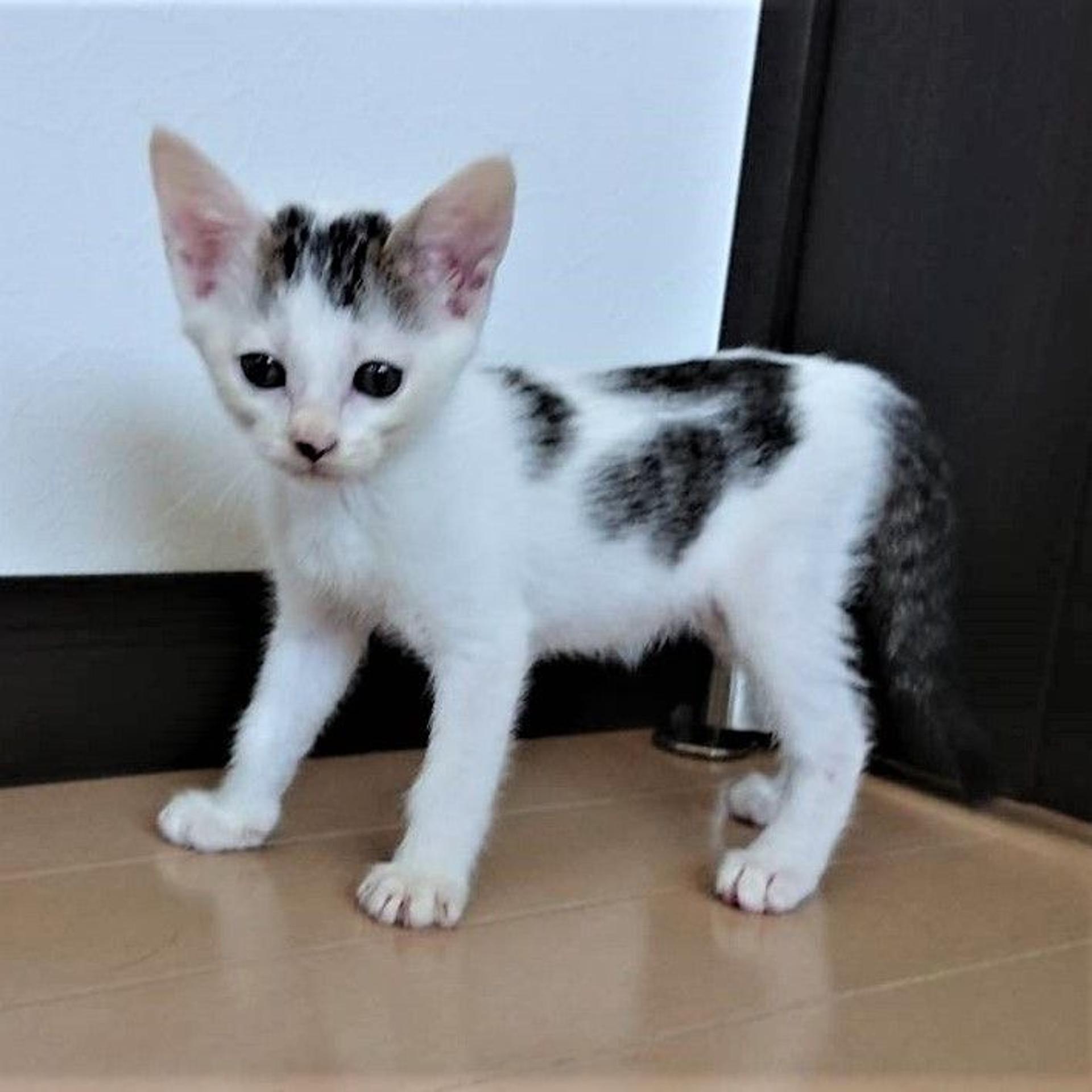 pet-image-3