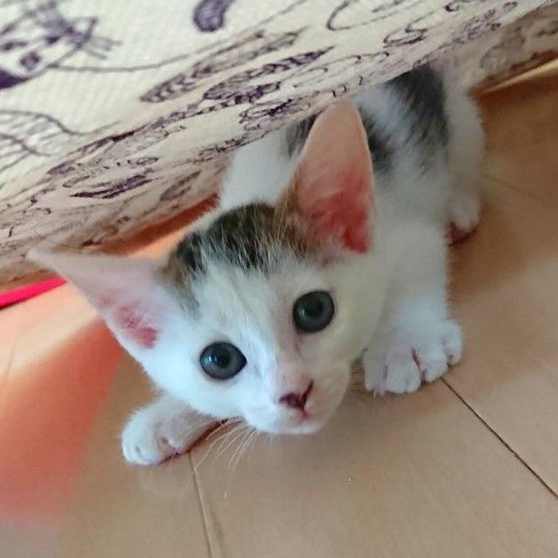 pet-image-5