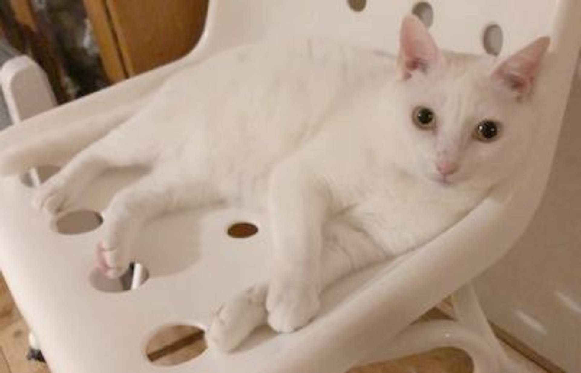 雑種（ミックス猫）・メスの里親募集の写真