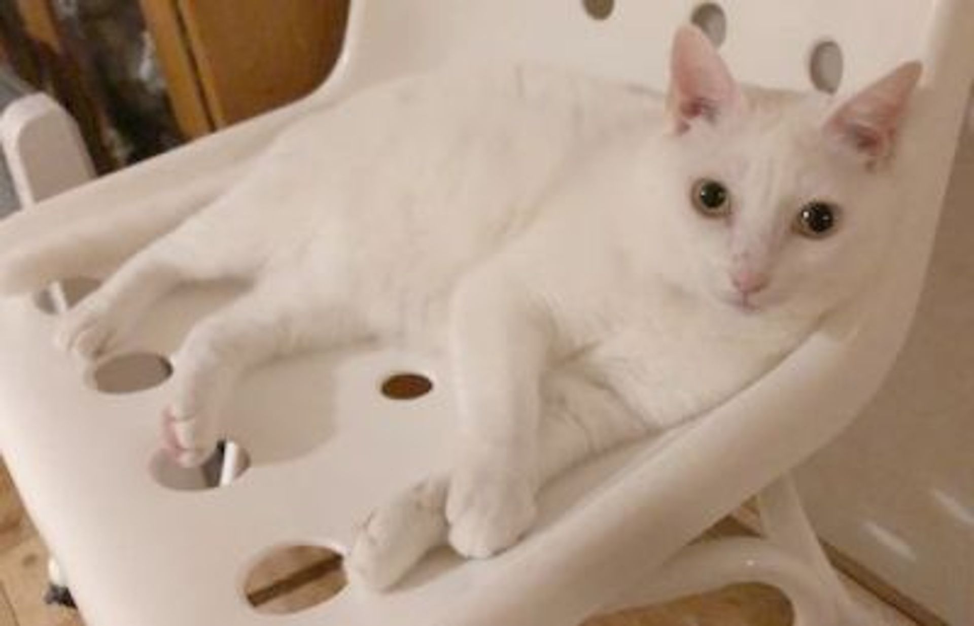 雑種（ミックス猫）・メスの里親募集の写真