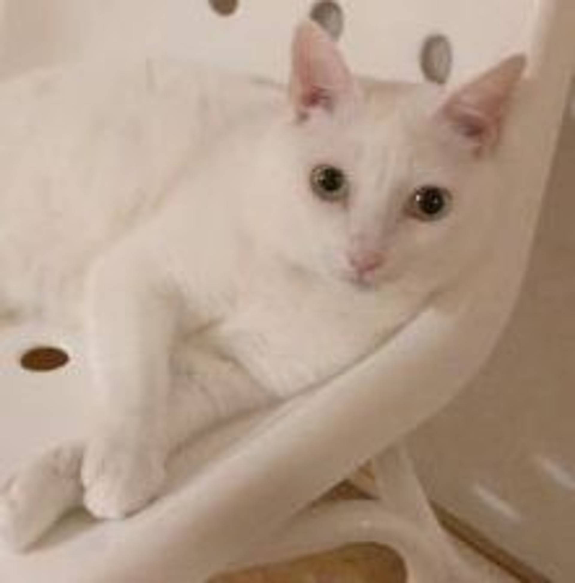 雑種（ミックス猫）・メスの里親募集の写真
