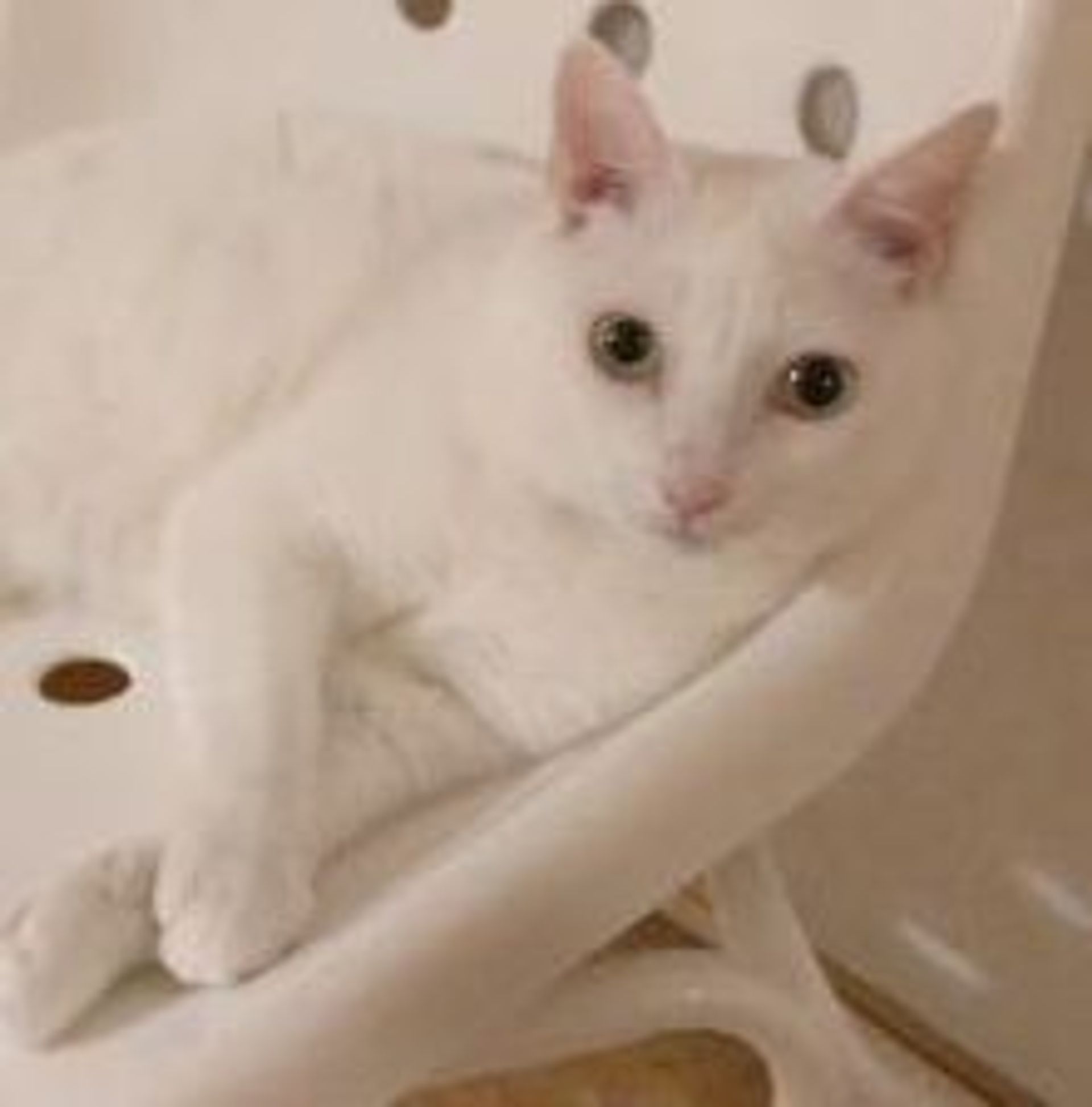 雑種（ミックス猫）・メスの里親募集の写真