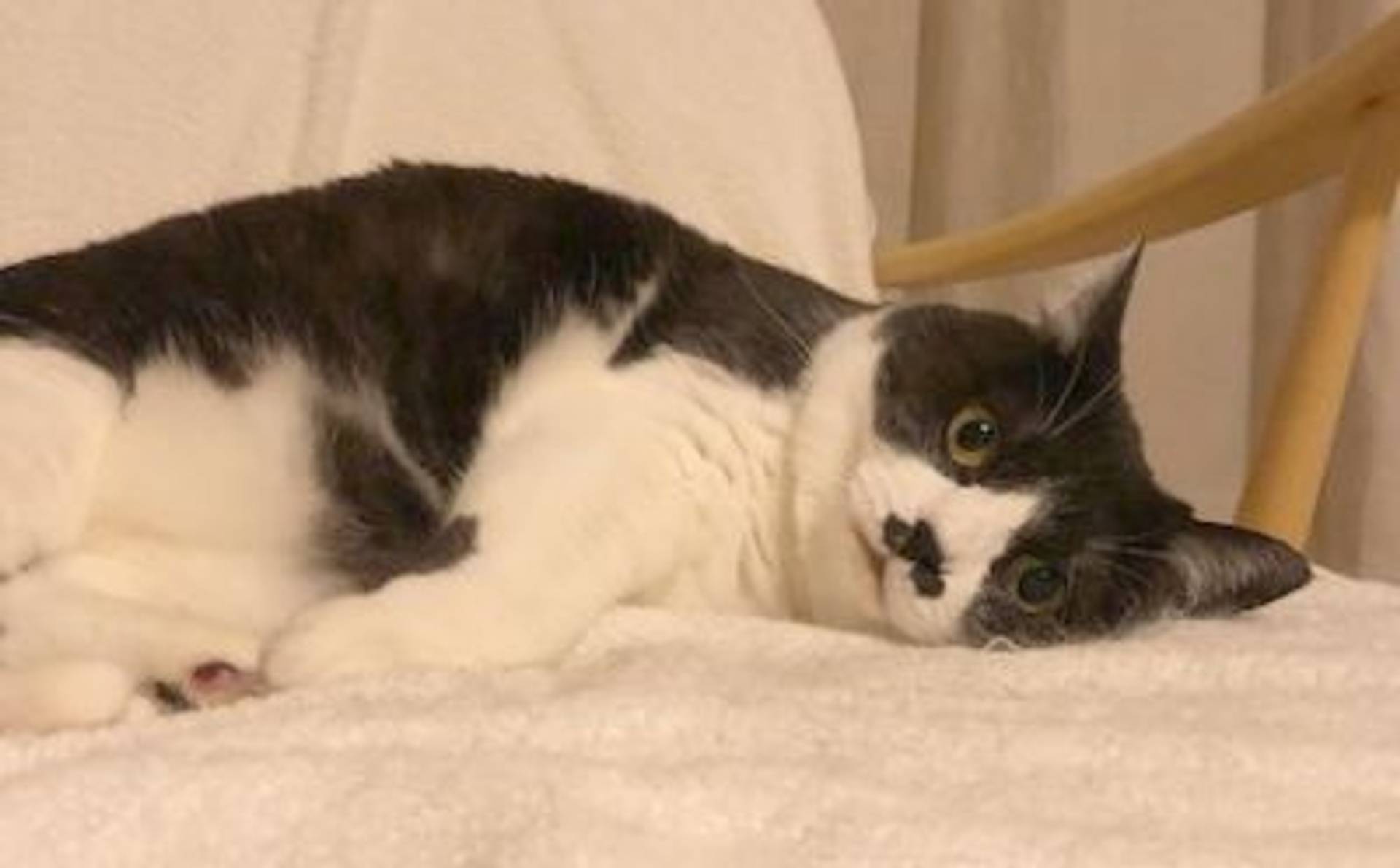 雑種（ミックス猫）・メスの里親募集の写真