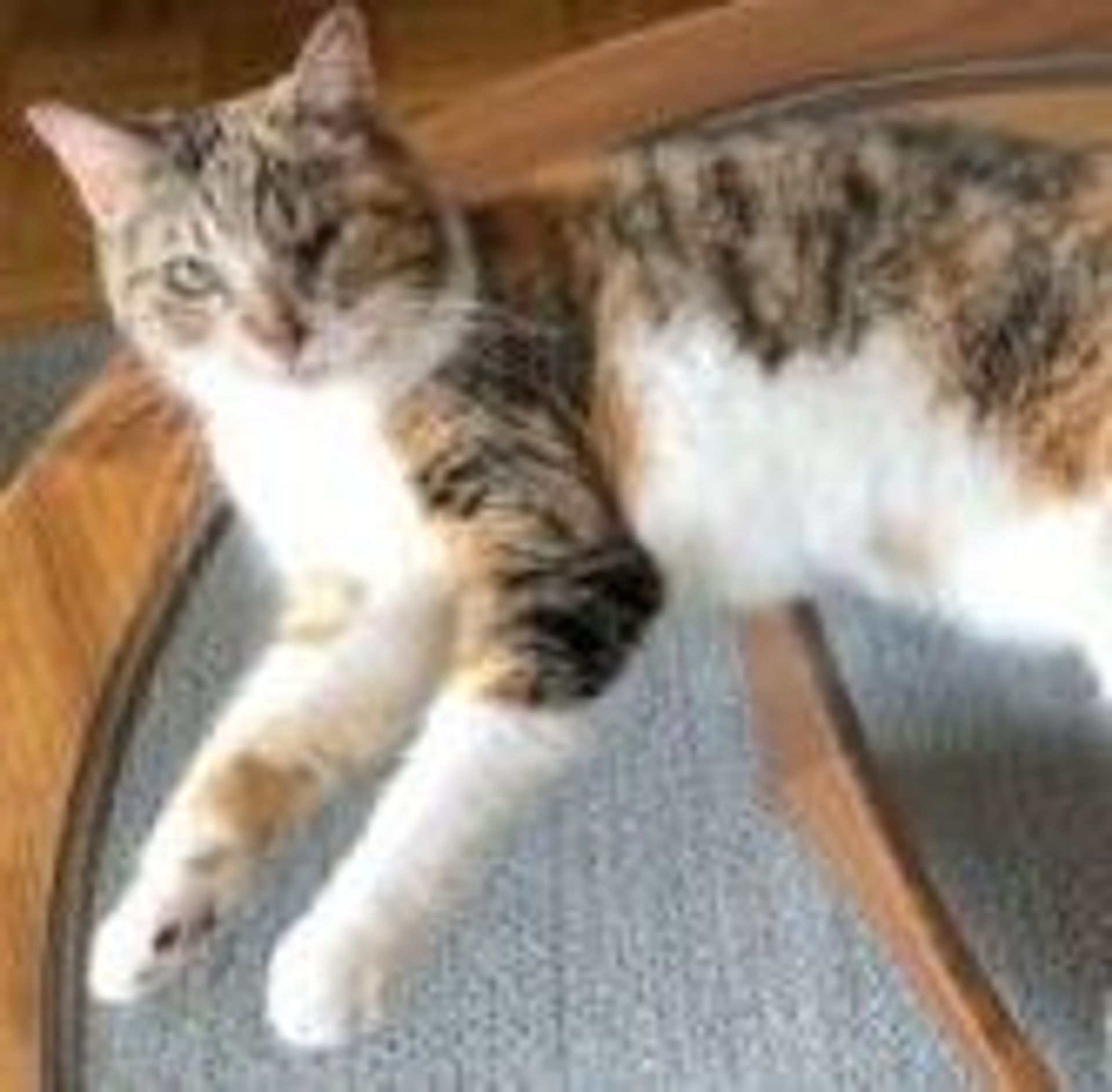 雑種（ミックス猫）・メスの里親募集の写真
