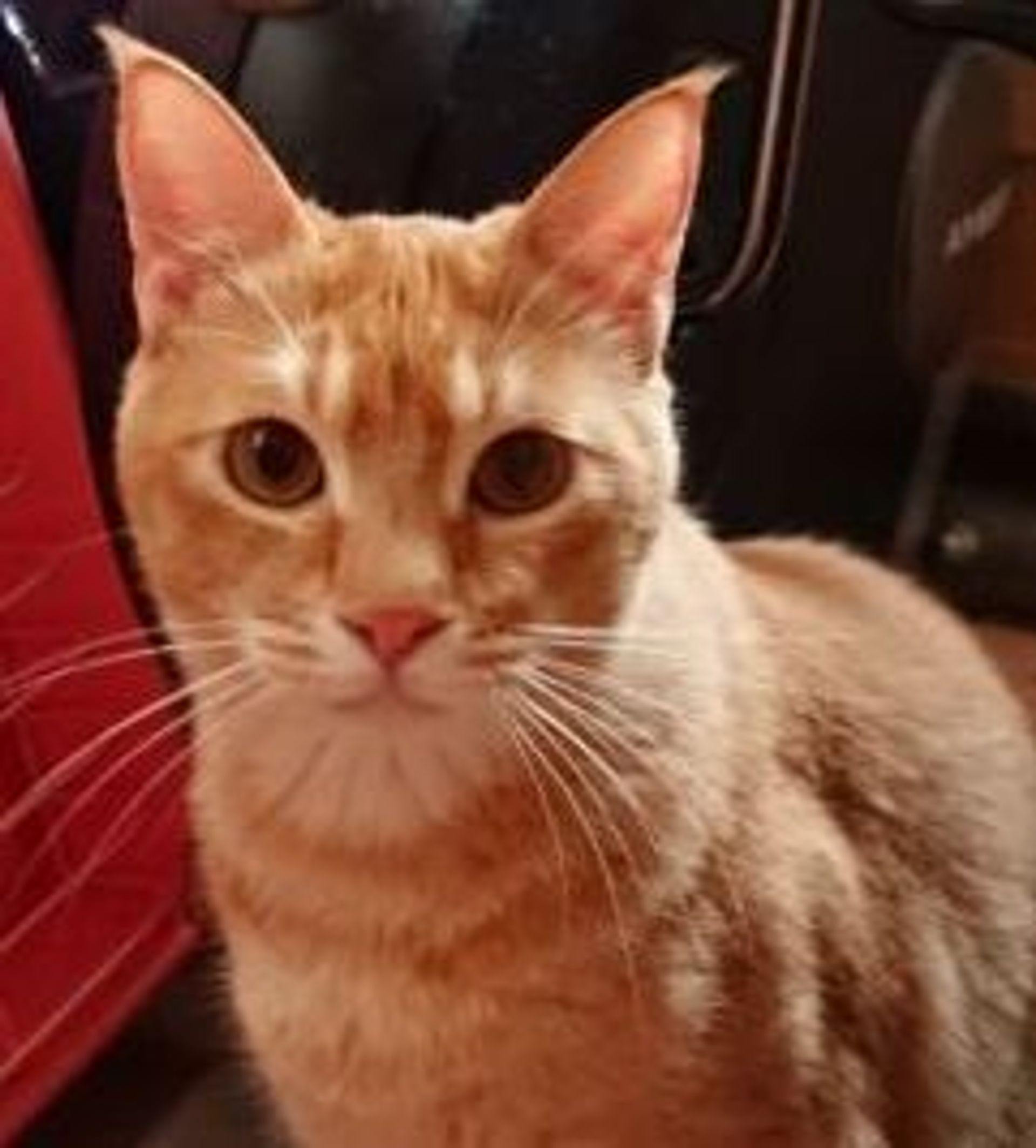 雑種（ミックス猫）・オスの里親募集の写真