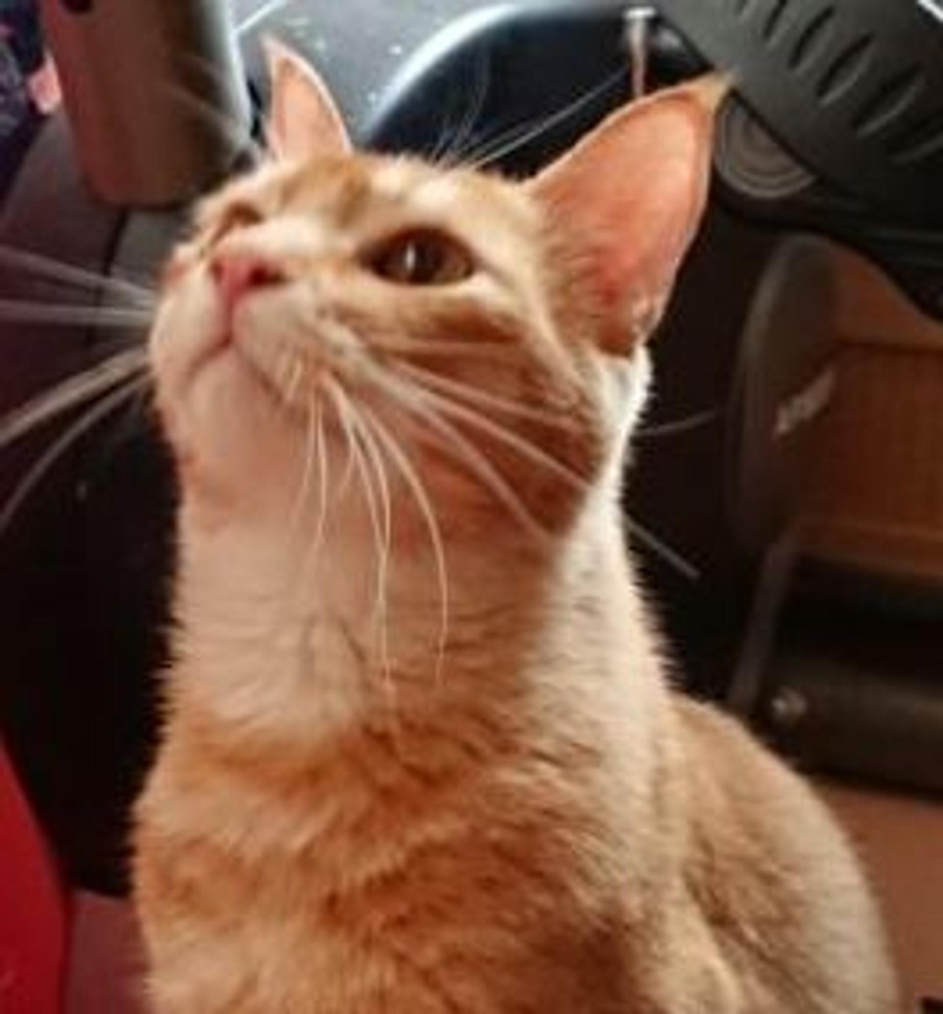 pet-image-2