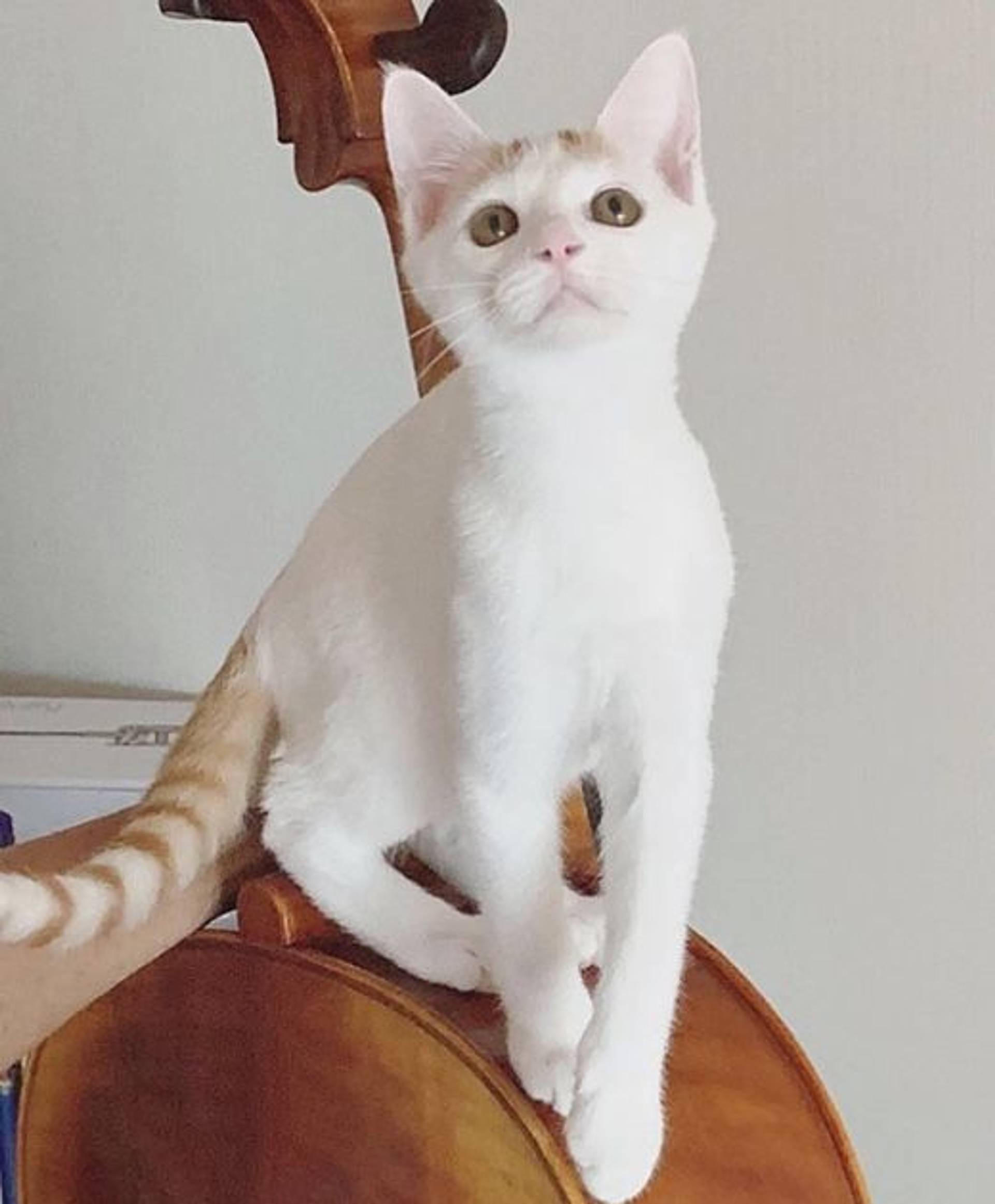 雑種（ミックス猫）・オスの里親募集の写真