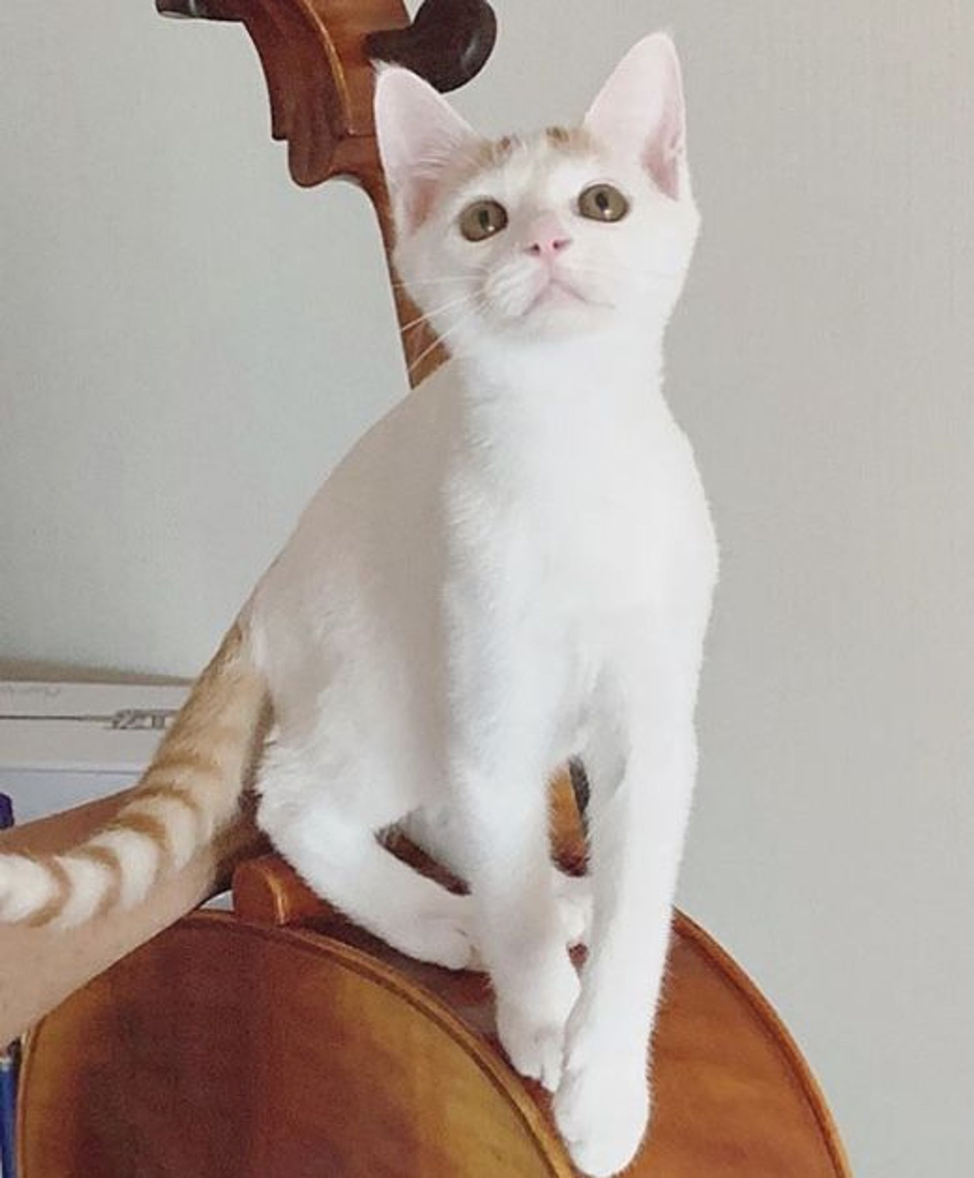 雑種（ミックス猫）・オスの里親募集の写真