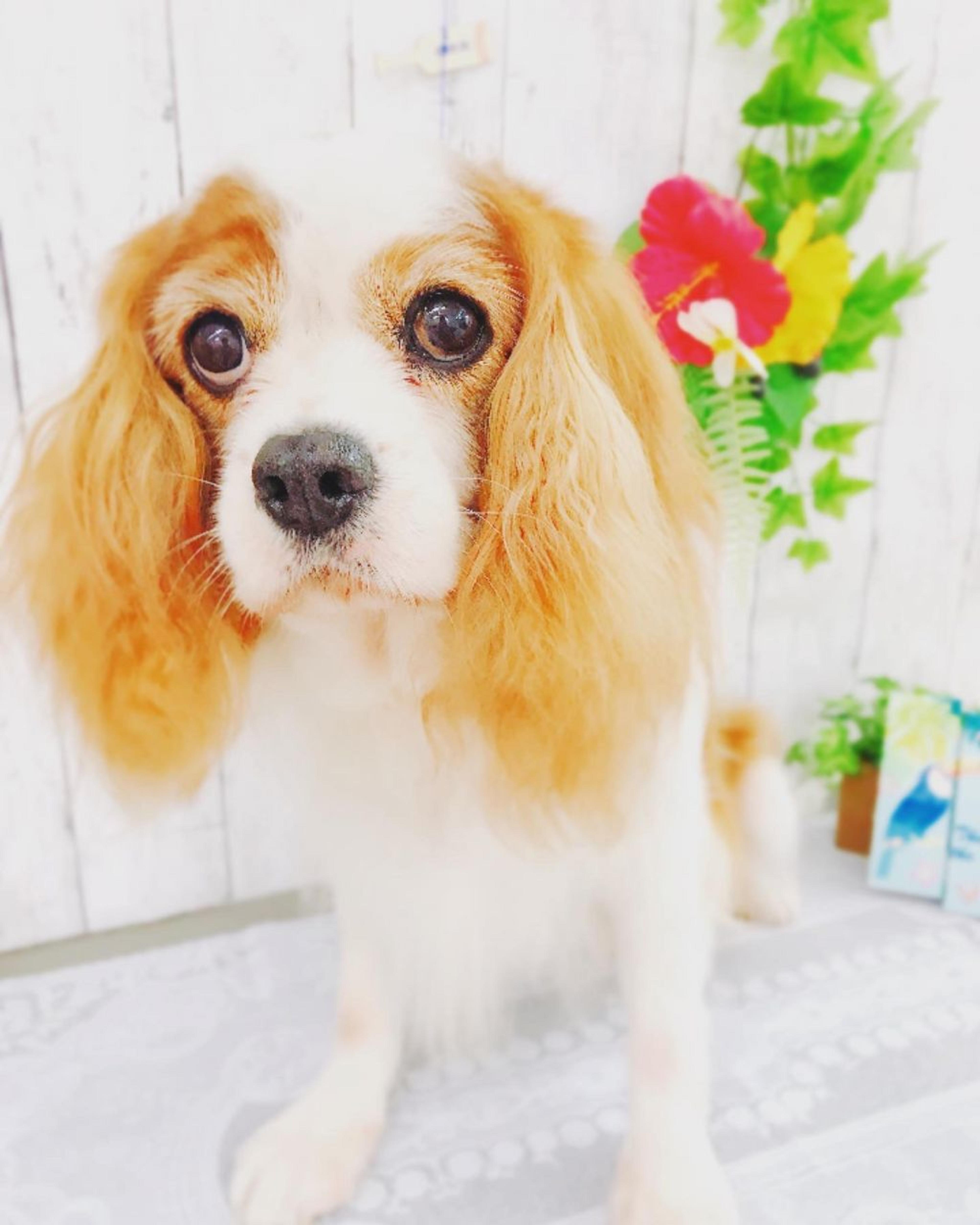 pet-image-2