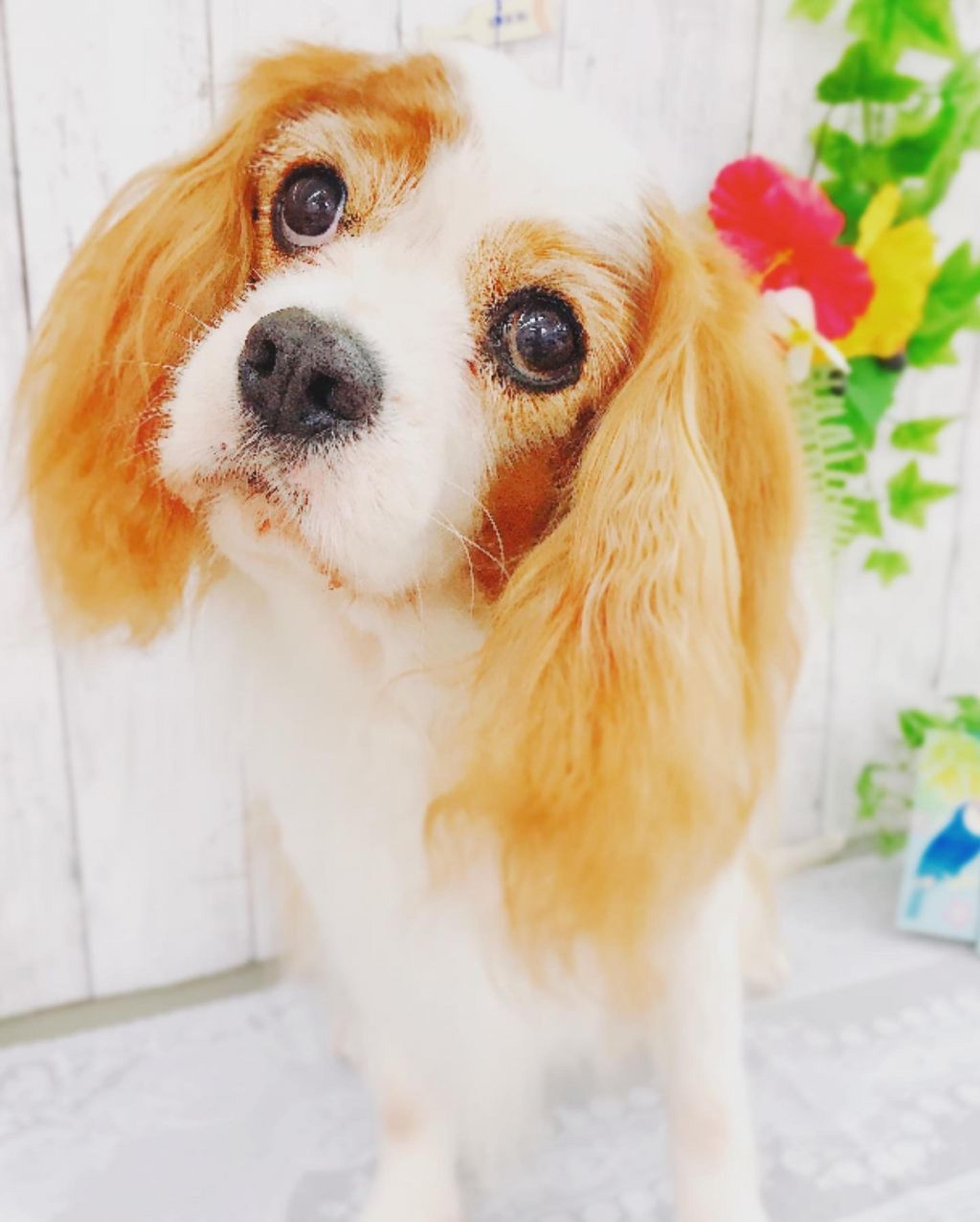 pet-image-3