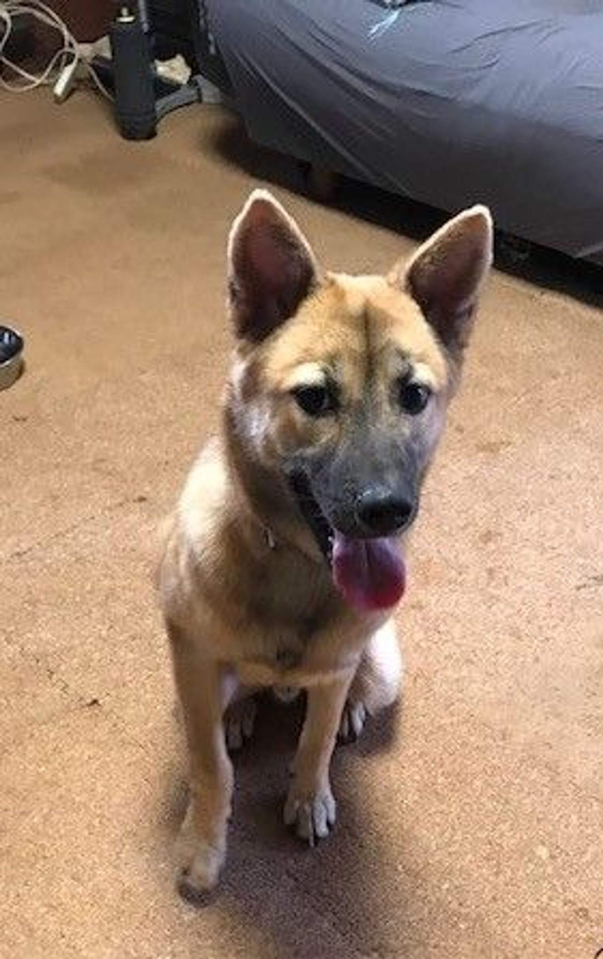 雑種（ミックス犬）・オスの里親募集の写真